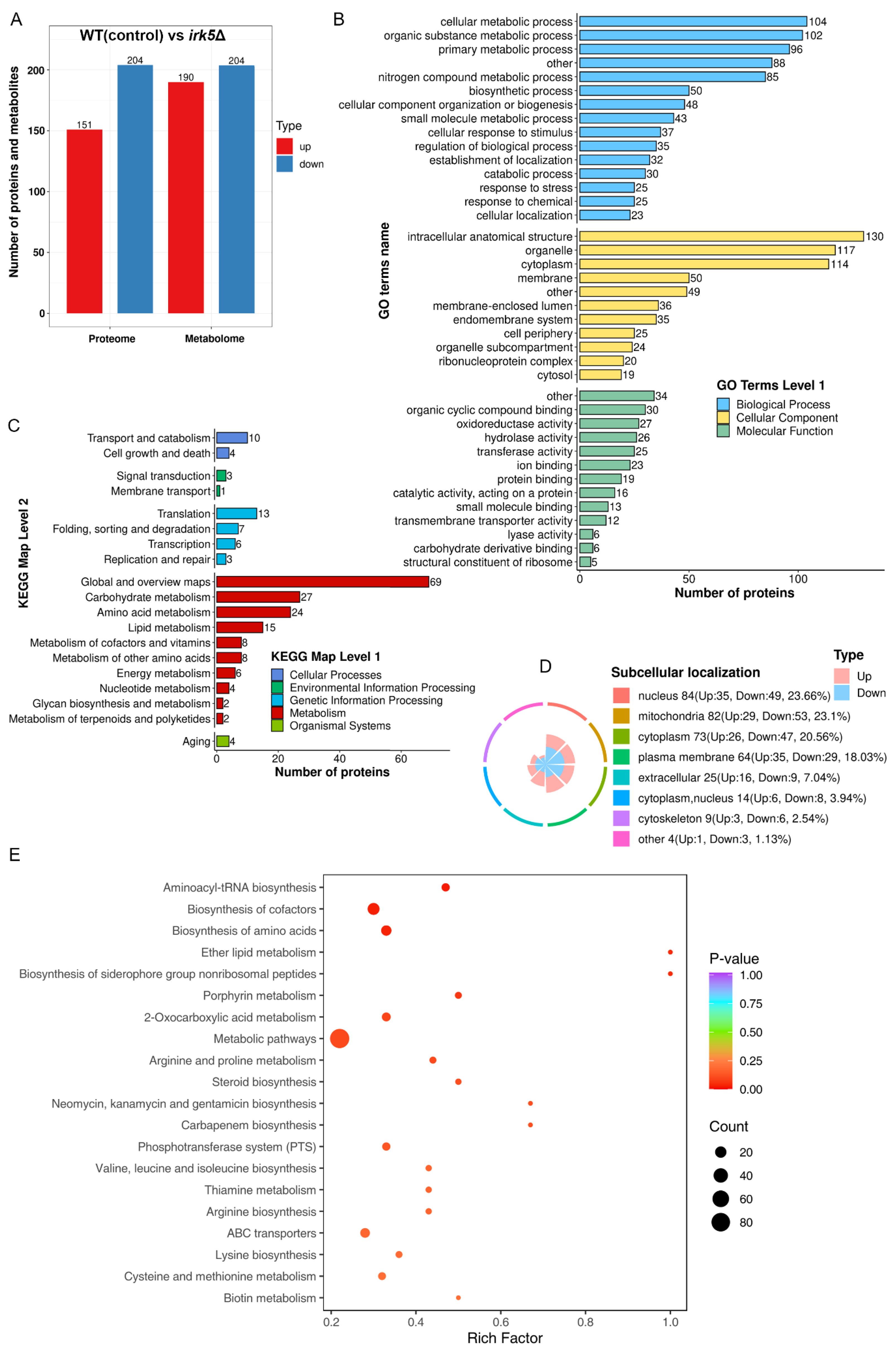Bar and bubble charts depicting various biological data analyses. A: Bar chart comparing proteins and metabolites in WT (control) vs irk5Δ, with “up” (red) and “down” (blue) categories. B: Bar chart detailing Gene Ontology (GO) terms by level and number of proteins, categorized into biological processes, cellular components, and molecular functions. C: Bar chart showing KEGG pathway analysis by the number of proteins involved, segmented by different KEGG map levels. D: Circular chart illustrating subcellular localization of proteins, with segments showing “up” and “down” proportions across various cell areas. E: Bubble chart displaying significant metabolic pathways, with bubble size representing protein count and color indicating p-value.