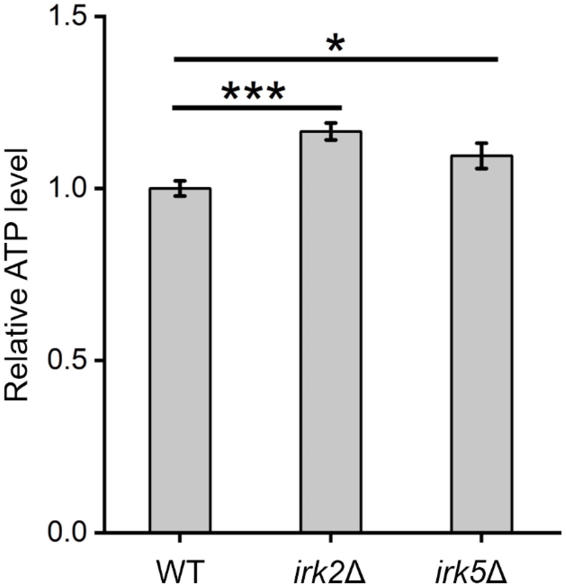 Bar graph showing relative ATP levels for WT, irk2Δ, and irk5Δ. ATP levels are highest in irk2Δ, followed by irk5Δ, with WT being the lowest. Statistical significance is indicated by asterisks: WT vs. irk2Δ (***), WT vs. irk5Δ (*).