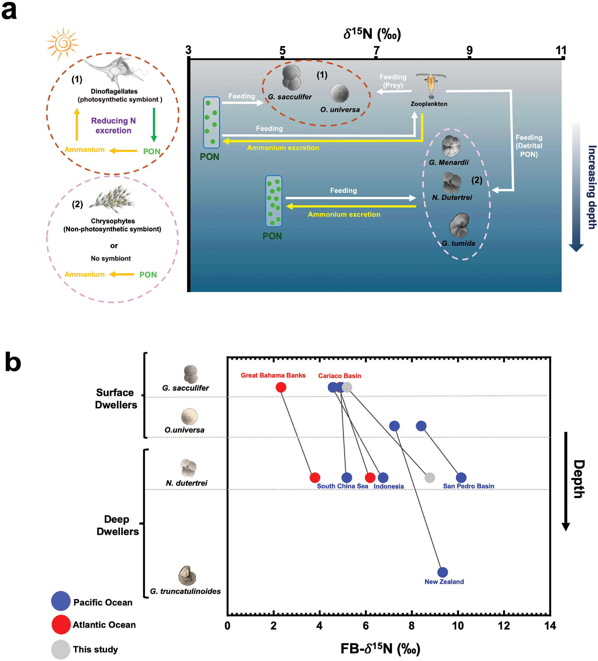Diagram (a) illustrates nitrogen cycling among marine organisms, with surface and deep dwellers like G. sacculifer utilizing symbiotic relationships and ammonium excretion processes. Diagram (b) is a graph plotting δ15N values against depth for various marine species across different ocean locations, with data points colored by ocean (blue for Pacific, red for Atlantic, gray for this study).