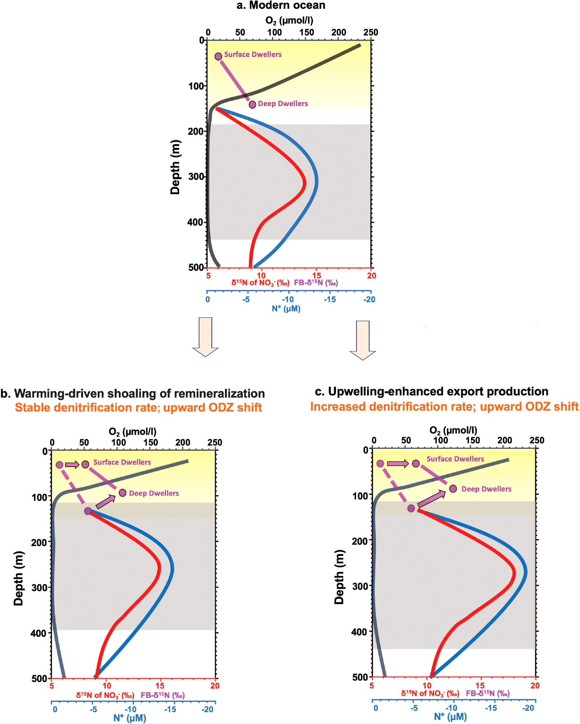 Three-panel diagram comparing oceanic conditions. Panel (a) shows oxygen and nitrogen levels by depth in the modern ocean. Panel (b) depicts changes from warming-driven shoaling, with stable denitrification and upward ODZ shift. Panel (c) illustrates upwelling-enhanced export effects, with increased denitrification and similar upward ODZ shift. All panels display oxygen concentration and nitrogen isotopes. Surface and deep dweller zones are marked.