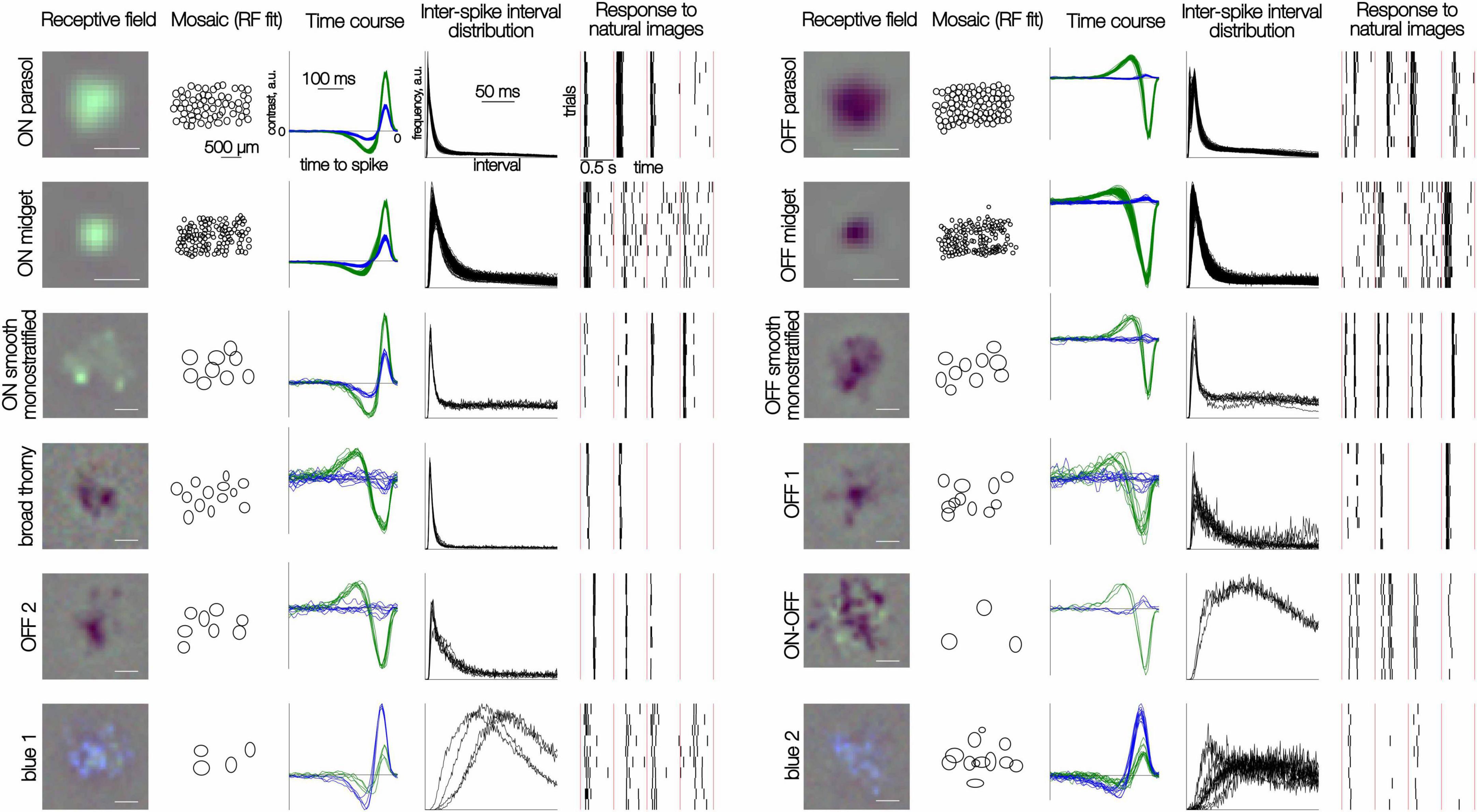 Figure 1 shows a summary of the physiological properties of 12 retinal ganglion cell types, including ON parasol, OFF parasol, and others, arranged in two vertical columns. Each row corresponds to one cell type and includes five panels showing: (1) a spatial receptive field (2) a mosaic of receptive field locations, plotted as small ellipses; (3) line graphs of time courses; (4) line graphs of inter-spike intervals; and (5) a set of raster plots representing spike responses to natural images across multiple trials. The figure allows comparison of properties across cell types.