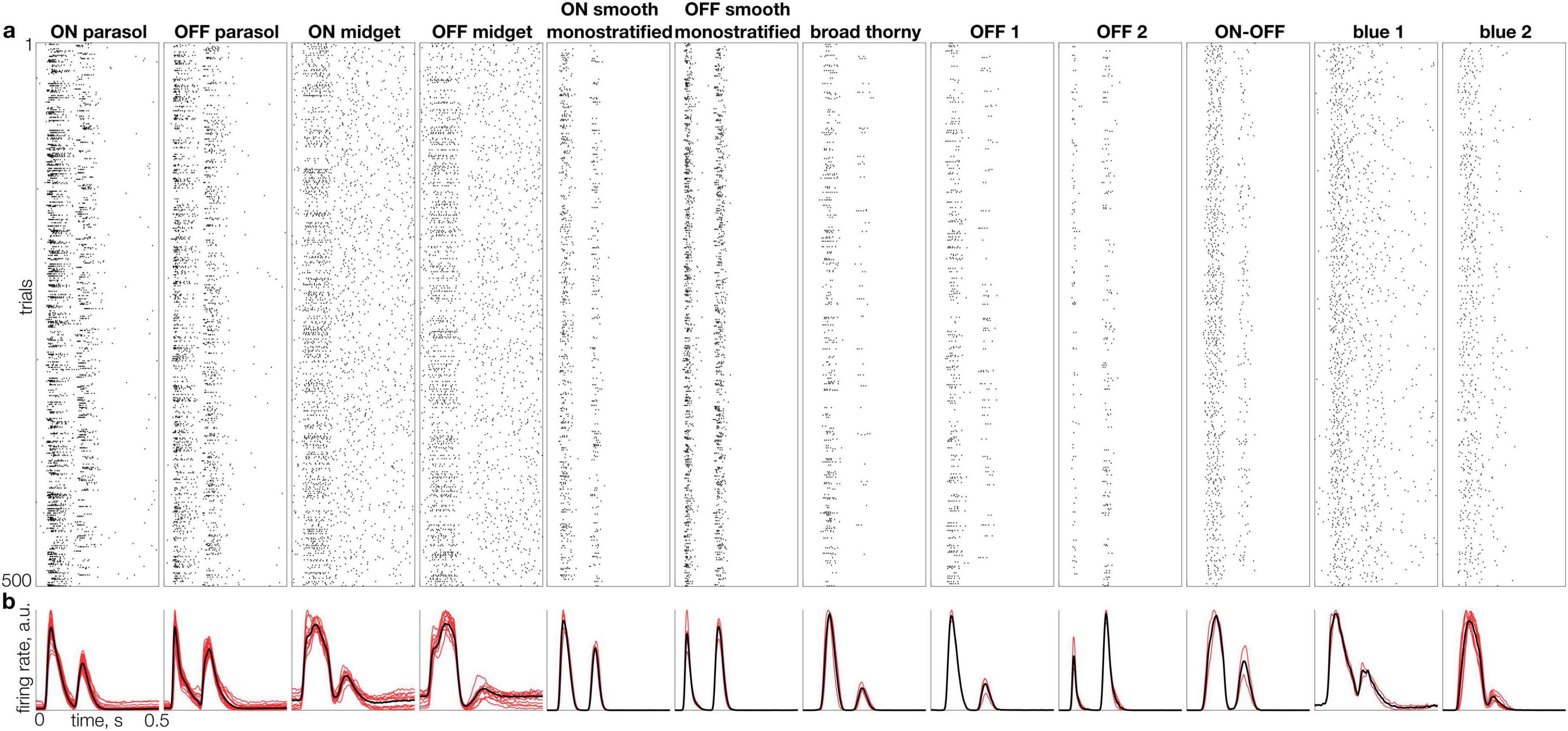 “Figure 2 shows individual and population responses of 12 retinal ganglion cell types arranged in columns. Panel (a) presents spike rasters for a single representative cell per type, with 500 rows showing responses to randomly selected flashed natural images; each dot represents a spike. Panel (b) shows a line graph of a mean firing rate over time for multiple cells of each type, with individual cell traces in red and the population average in black. Each column corresponds to a distinct cell type, labeled at the top. The figure illustrates variability and consistency in natural image responses across cell types.”