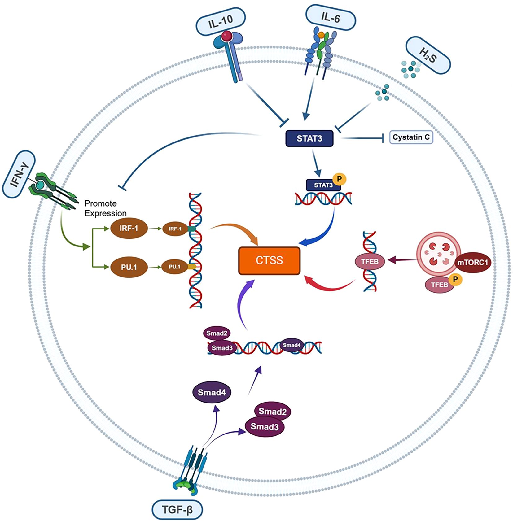 Illustration of a cellular signaling pathway, showing interactions among molecules like IFN-γ, IL-10, IL-6, H2S, and TGF-β. IFN-γ promotes the expression of IRF-1 and PU.1, leading to CTSS activation. IL-10 and IL-6 activate STAT3, which influences CTSS and TFEB. The mTORC1 complex is involved in TFEB phosphorylation. TGF-β activates Smad2, Smad3, and Smad4, interacting downstream with CTSS. Cystatin C is shown inhibiting STAT3. Arrows indicate the direction of signaling pathways.
