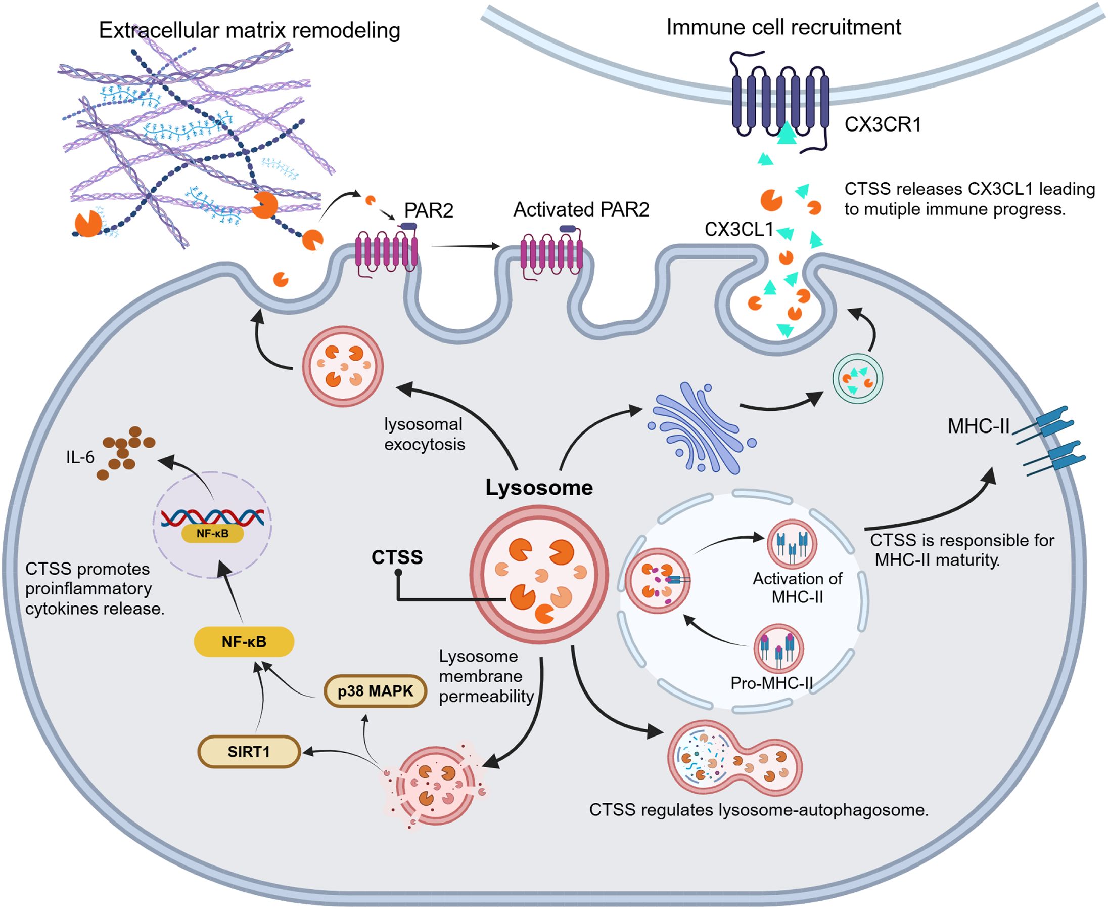Diagram illustrating the role of cathepsin S (CTSS) in immune processes. It shows extracellular matrix remodeling, activation of protease-activated receptor 2 (PAR2), and immune cell recruitment via CX3CR1. CTSS facilitates lysosomal exocytosis, MHC-II maturity, and regulates lysosome-autophagosome dynamics. NF-kB and p38 MAPK pathways are involved in proinflammatory cytokine release, with SIRT1 contributing to lysosome membrane permeability.