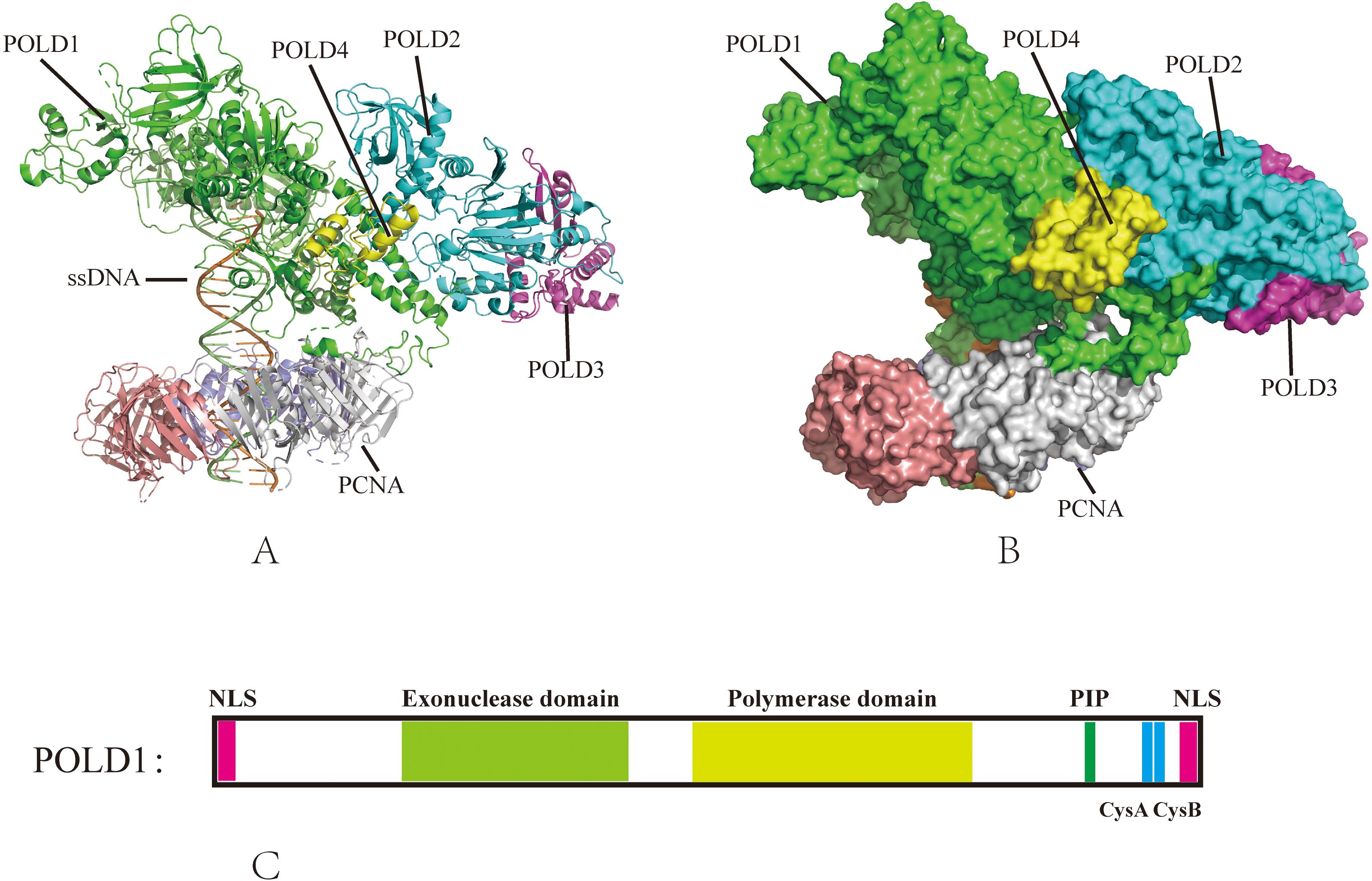 Structural representation of DNA polymerase delta complex. Panel A shows a ribbon diagram of the complex with labeled subunits: POLD1 (green), POLD2 (blue), POLD3 (purple), POLD4 (yellow), PCNA (gray), and ssDNA (orange). Panel B displays the same complex in a surface representation, emphasizing spatial organization. Panel C illustrates a schematic of POLD1 domains: NLS (pink), exonuclease domain (light green), polymerase domain (yellow), PIP (blue, purple), and CysA, CysB (matching colors).