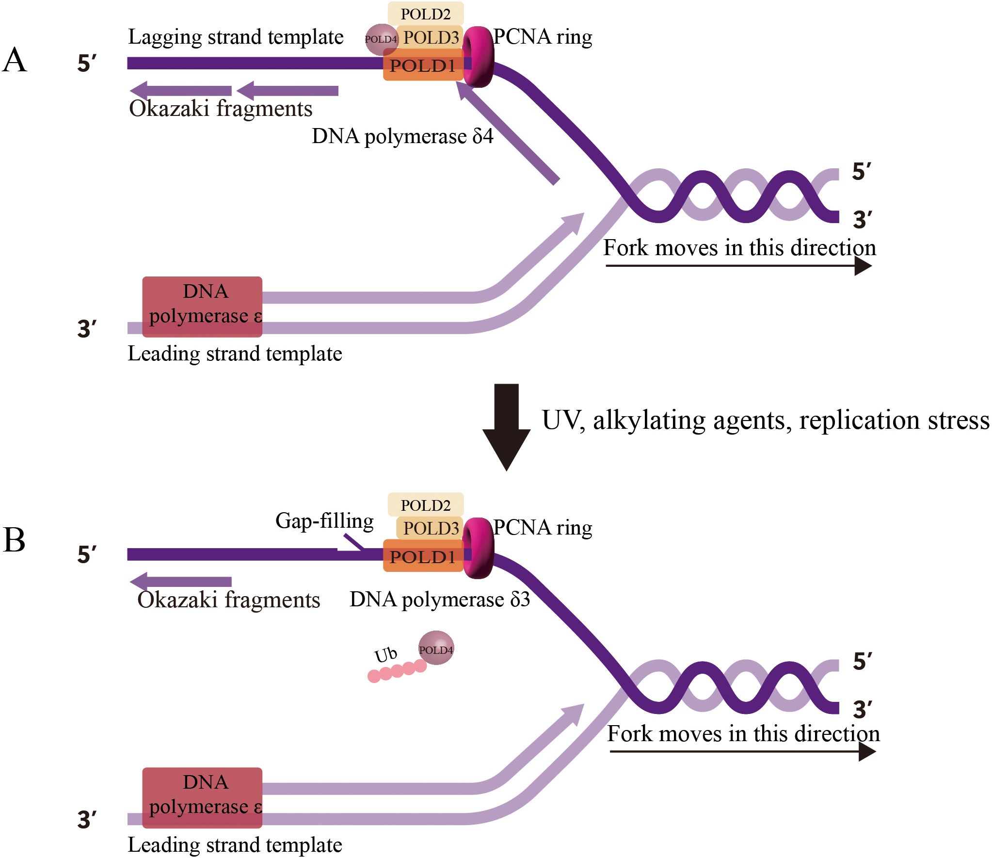 Diagram showing DNA replication under normal and stress conditions. Panel A illustrates normal replication with DNA polymerases δ and ε on lagging and leading strands, respectively. Panel B shows replication stress due to UV, alkylating agents, and replication stress, highlighting gap-filling by polymerase δ and Ub-labeled POLD4 involvement in Okazaki fragment processing. Both panels display the movement direction of the replication fork and usage of a PCNA ring.