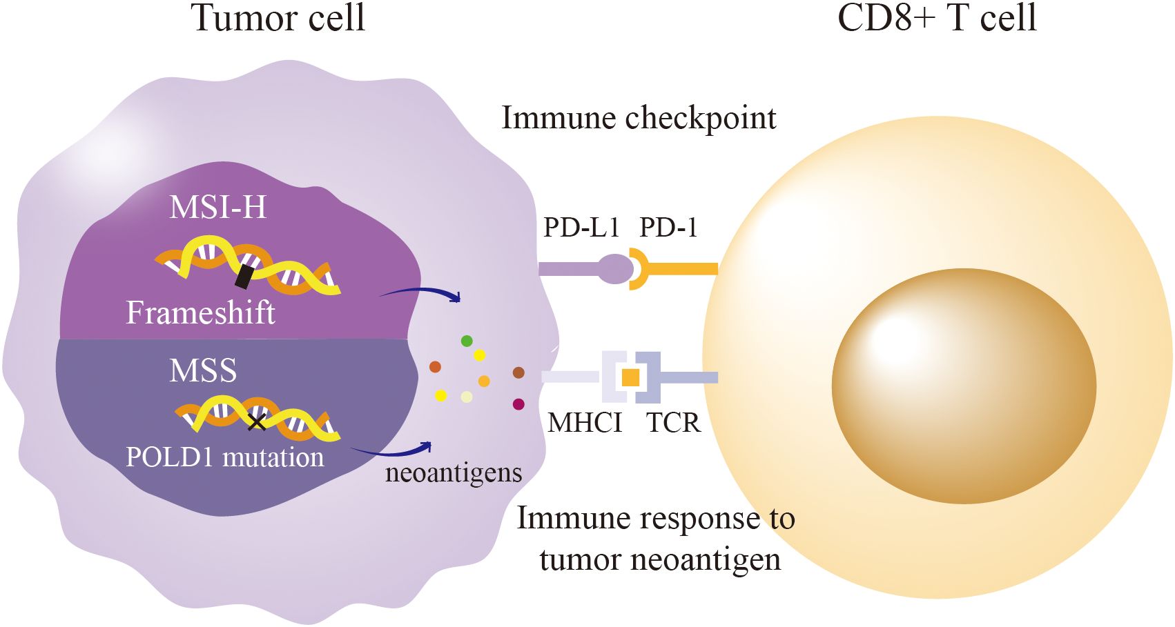 Diagram of an immune response involving tumor and CD8+ T cells. The tumor cell shows MSI-H and frameshift mutations, MSS with POLD1 mutation, leading to neoantigen production. These trigger an immune checkpoint interaction between PD-L1 and PD-1, engaging MHCI and TCR on the CD8+ T cell, resulting in an immune response.