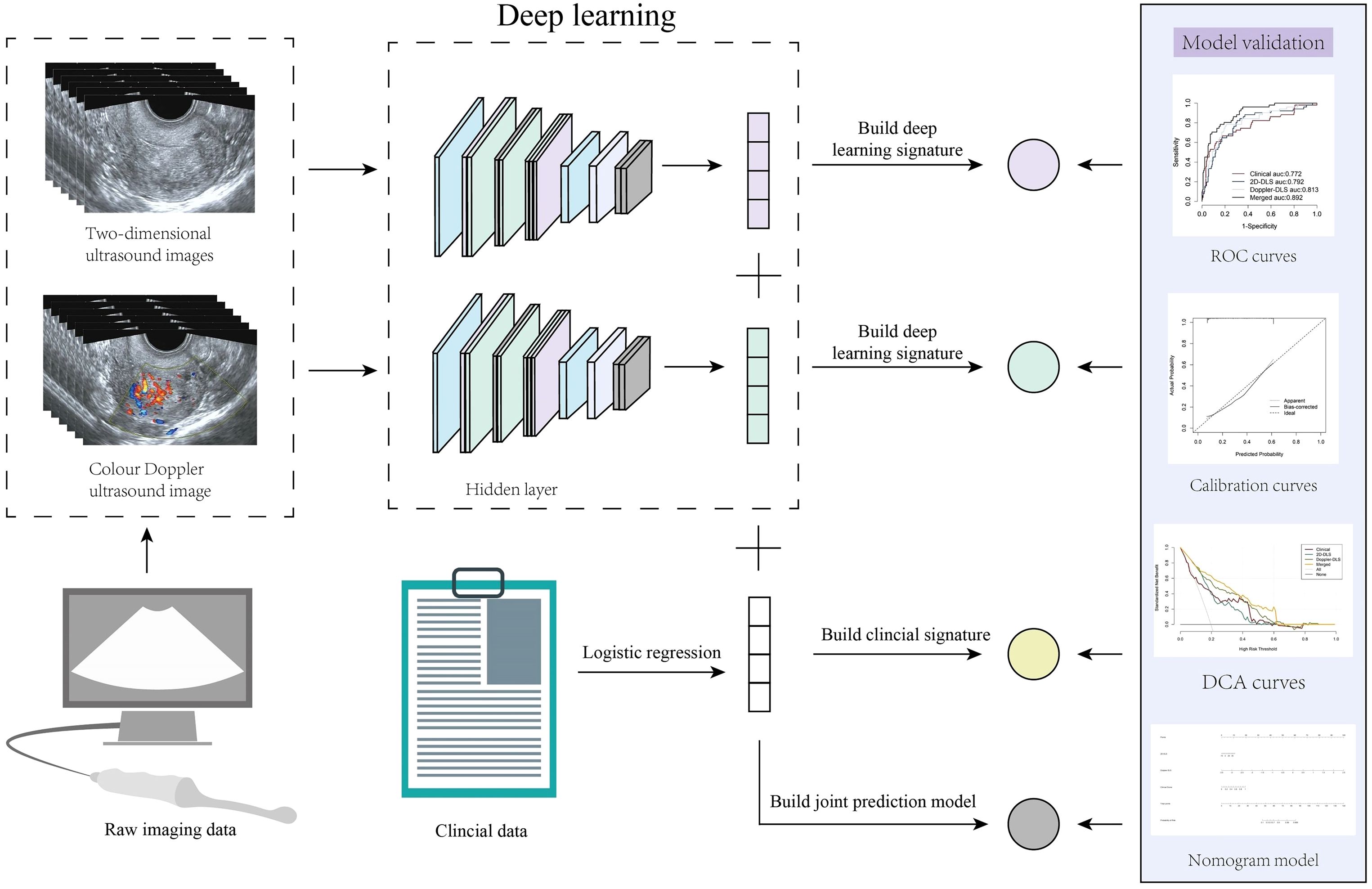 Diagram depicting a deep learning workflow for medical imaging. It starts with raw ultrasound and clinical data. Two-dimensional and color Doppler ultrasound images are processed through a hidden layer to build deep learning signatures. Logistic regression on clinical data builds a clinical signature. These elements form a joint prediction model. Model validation includes ROC curves, calibration curves, DCA curves, and a nomogram model.
