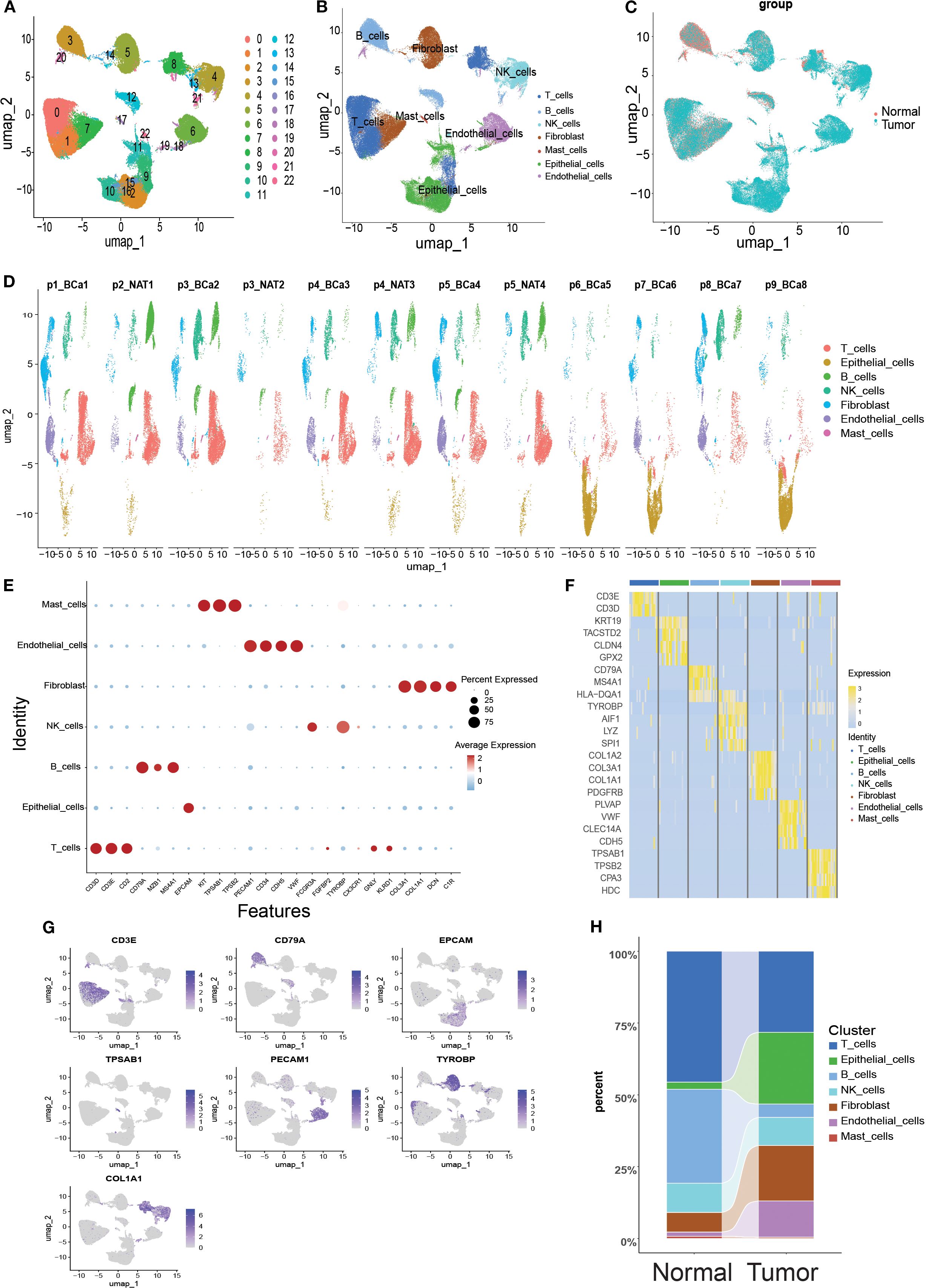 Seven-panel scientific figure. Panel A: UMAP plot with 22 clusters differentiated by color. Panel B: UMAP plot labeling seven cell types. Panel C: UMAP plot showing normal versus tumor groupings. Panel D: Series of UMAP plots displaying cell distributions across samples p1 to p9. Panel E: Dot plot showing gene features by cell identity, indicating percent and average expression. Panel F: Heatmap showing gene expression levels across different cell identities. Panel G: Seven individual UMAP plots for specific genes with expression intensity. Panel H: Stacked bar chart showing the proportion of cell clusters in normal and tumor samples.