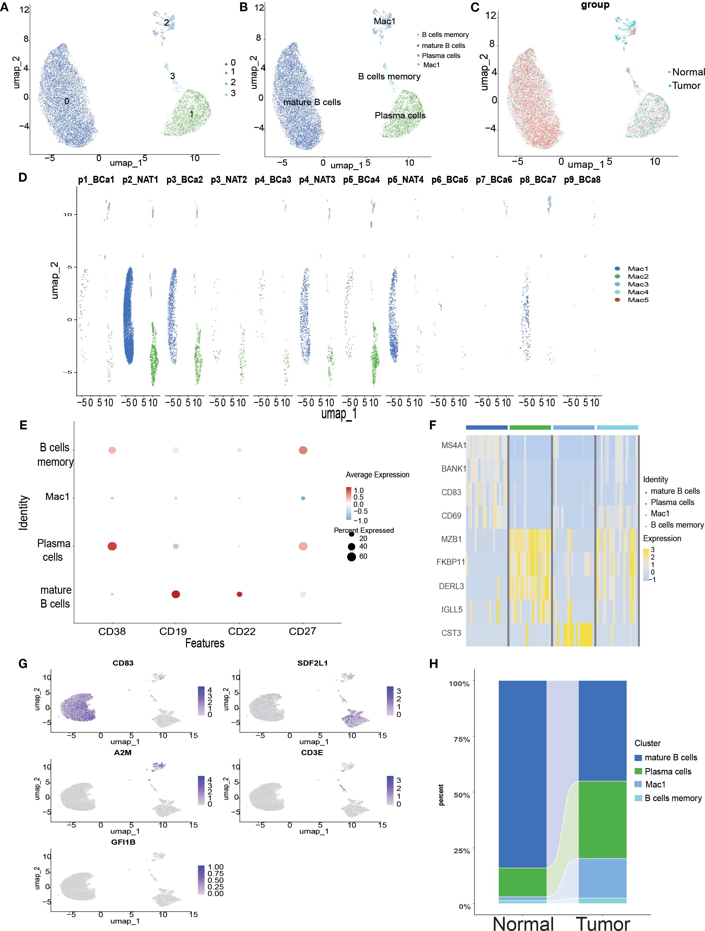 UMAP plots and heatmaps visualize cell clustering and gene expression in normal and tumor samples. Panels A-C show B cells, plasma cells, and macrophages, with color-coded identities. Panel D illustrates sample distribution across UMAP dimensions. Panel E displays feature expression levels like CD38 and CD19 across cell types. Panel F is a heatmap showing gene expression with identities. Panel G presents expression of genes like CD83 and SDF2L1. Panel H compares cluster proportions in normal versus tumor states.