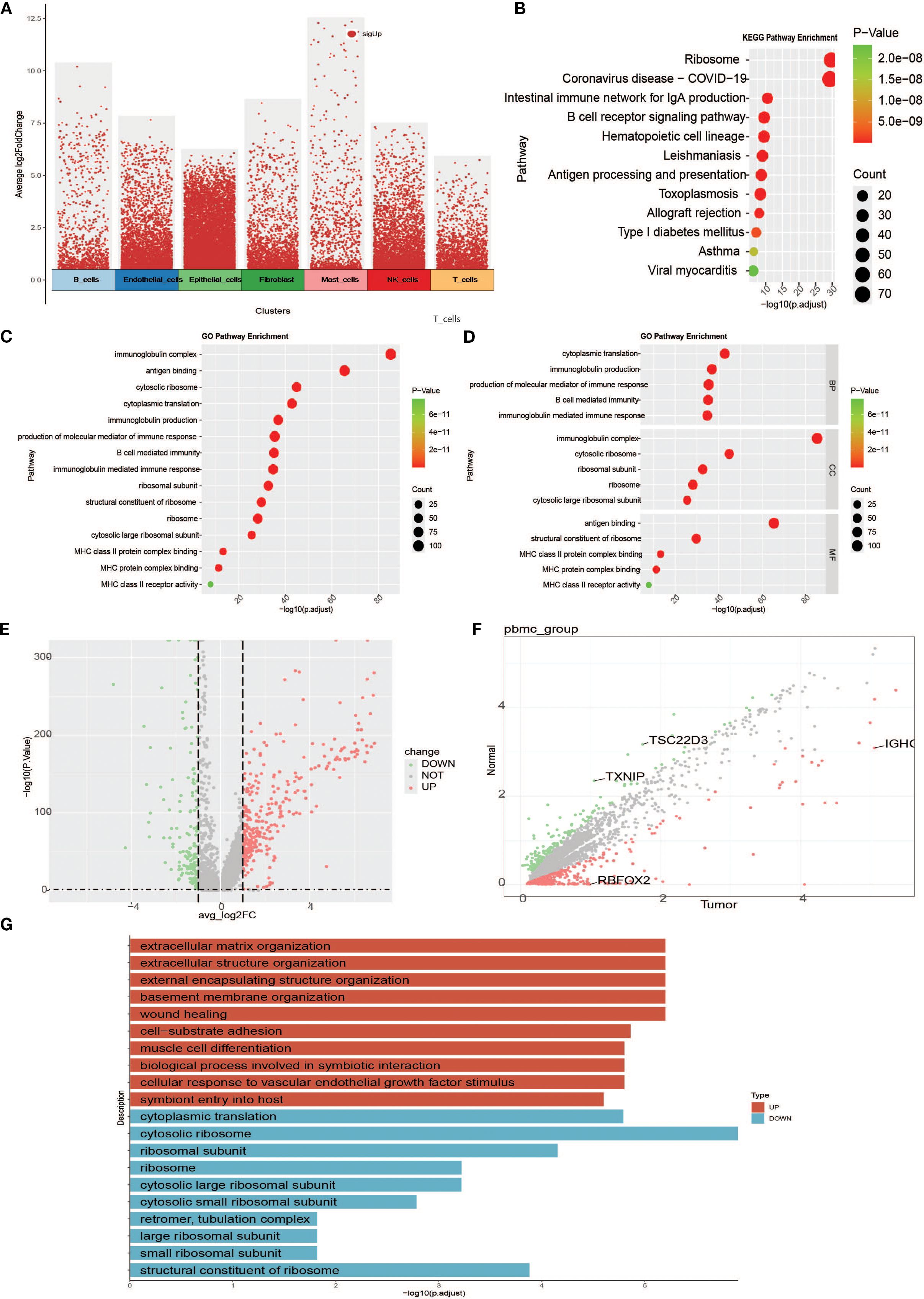 Multiple graphs display data analysis results. Graph A shows cell cluster changes with average log2 fold change on the vertical axis. Graphs B to D illustrate pathway enrichment, highlighting KEGG and GO pathways with varying p-values and counts. Graph E is a volcano plot showing gene expression data, and Graph F compares normal versus tumor expression levels, highlighting specific genes like RFX7 and IGHG. Graph G presents a bar chart of enriched pathways related to extracellular matrix and ribosomal components.