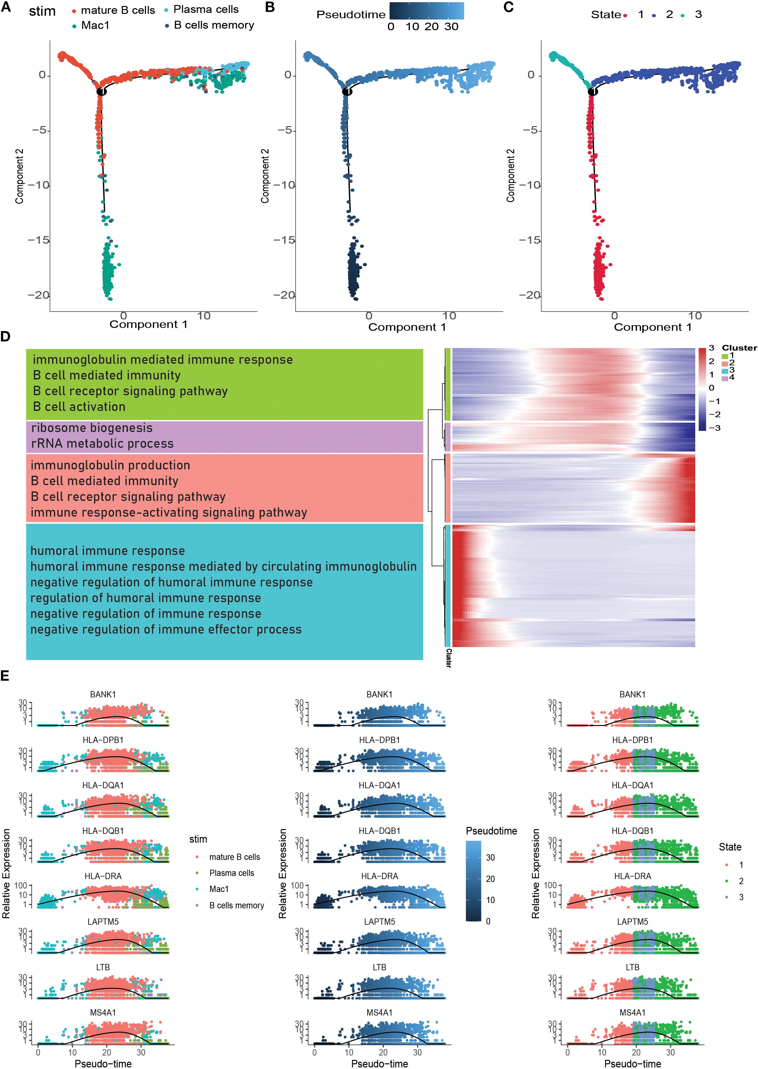 Charts illustrate immune cell data and gene expression analysis. Panels A-C display component plots differentiating cell states or types and pseudotime. Panel D highlights clusters linked with immune responses, ribosome biogenesis, and more, with a heat map showing expression levels. Panel E presents relative expression of specific genes over pseudotime for different cell stimuli, color-coded by cell type or cluster state.