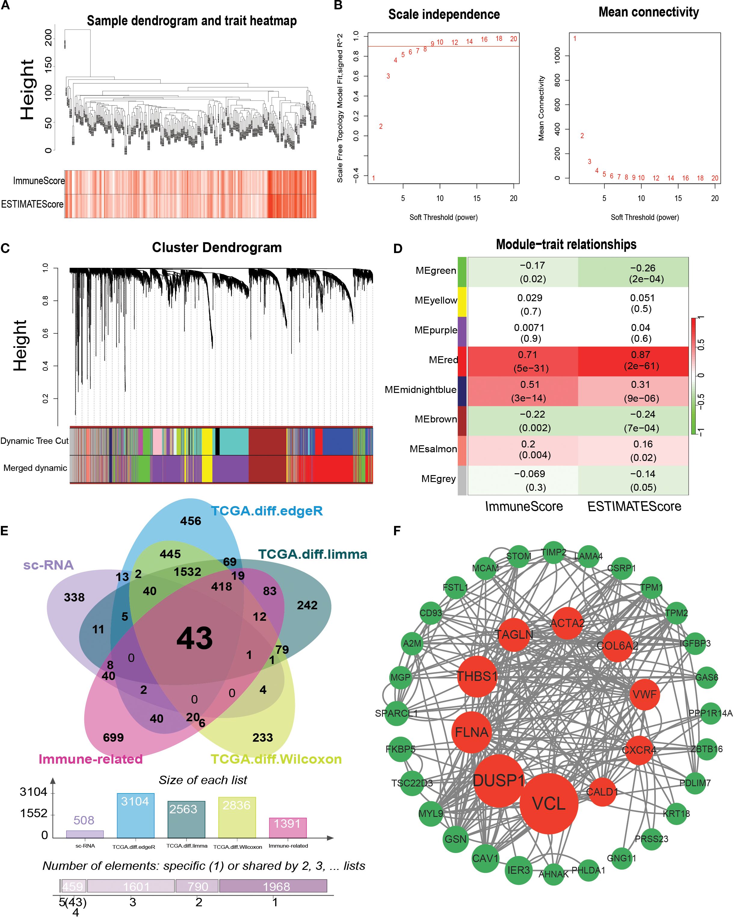 A collage of several data visualizations depicting various analyses in a research study. (A) A sample dendrogram and trait heatmap show hierarchical clustering and score distribution. (B) Two line charts illustrate scale independence and mean connectivity for soft threshold power. (C) A cluster dendrogram with dynamic tree cut and color-coded clusters. (D) A heatmap displays module-trait relationships with values and significance. (E) A Venn diagram shows overlaps among five datasets, highlighting shared elements. (F) A network diagram presents gene interactions with nodes in varying sizes and colors indicating centrality and importance.