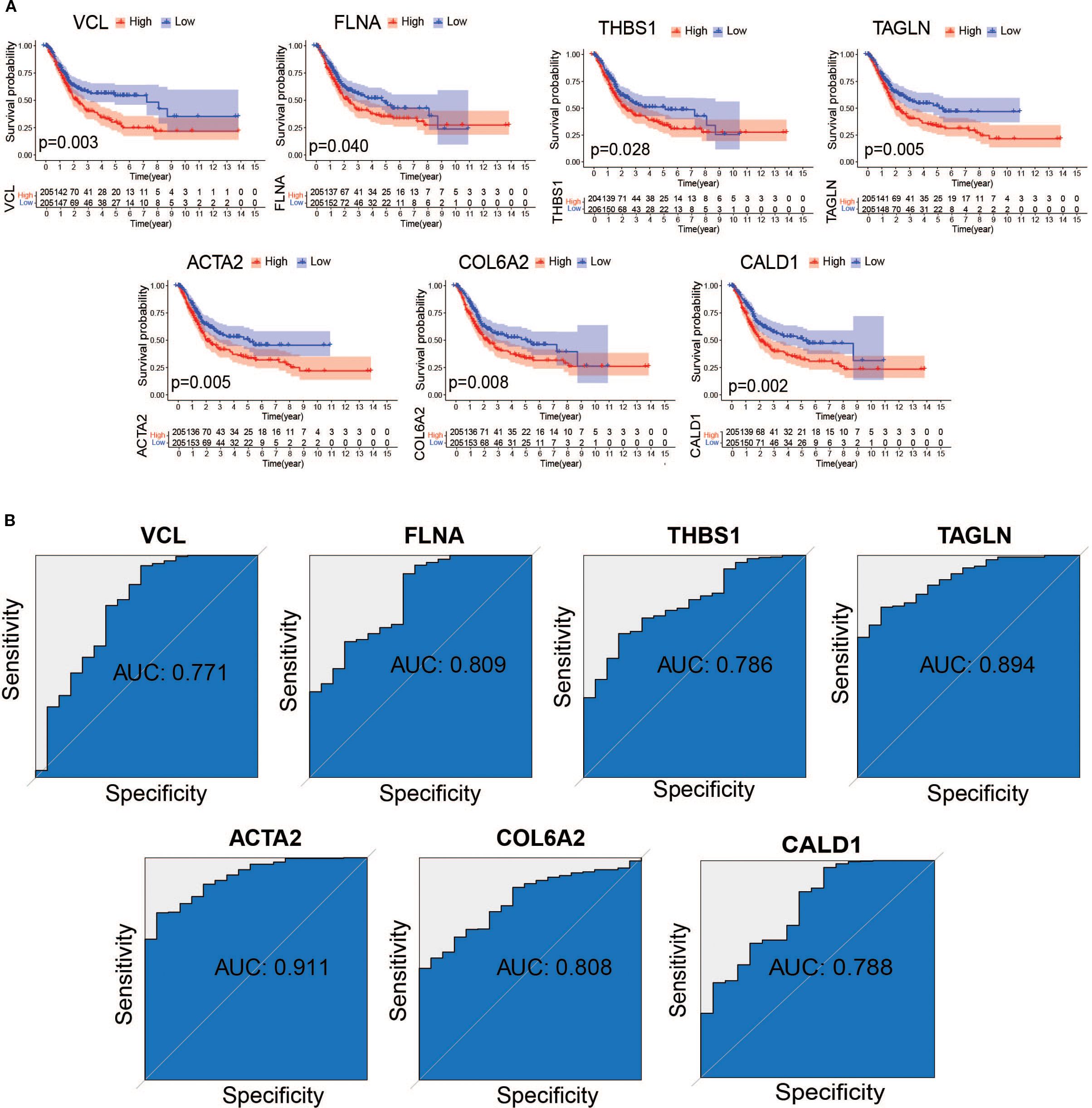 Graphs displaying survival probability and ROC curves for various markers. Part A shows Kaplan-Meier survival plots for VCL, FLNA, THBS1, TAGLN, ACTA2, COL6A2, and CALD1 with p-values indicating statistical significance. Part B illustrates ROC curves for each marker, with AUC values: VCL 0.771, FLNA 0.809, THBS1 0.786, TAGLN 0.894, ACTA2 0.911, COL6A2 0.808, and CALD1 0.788.