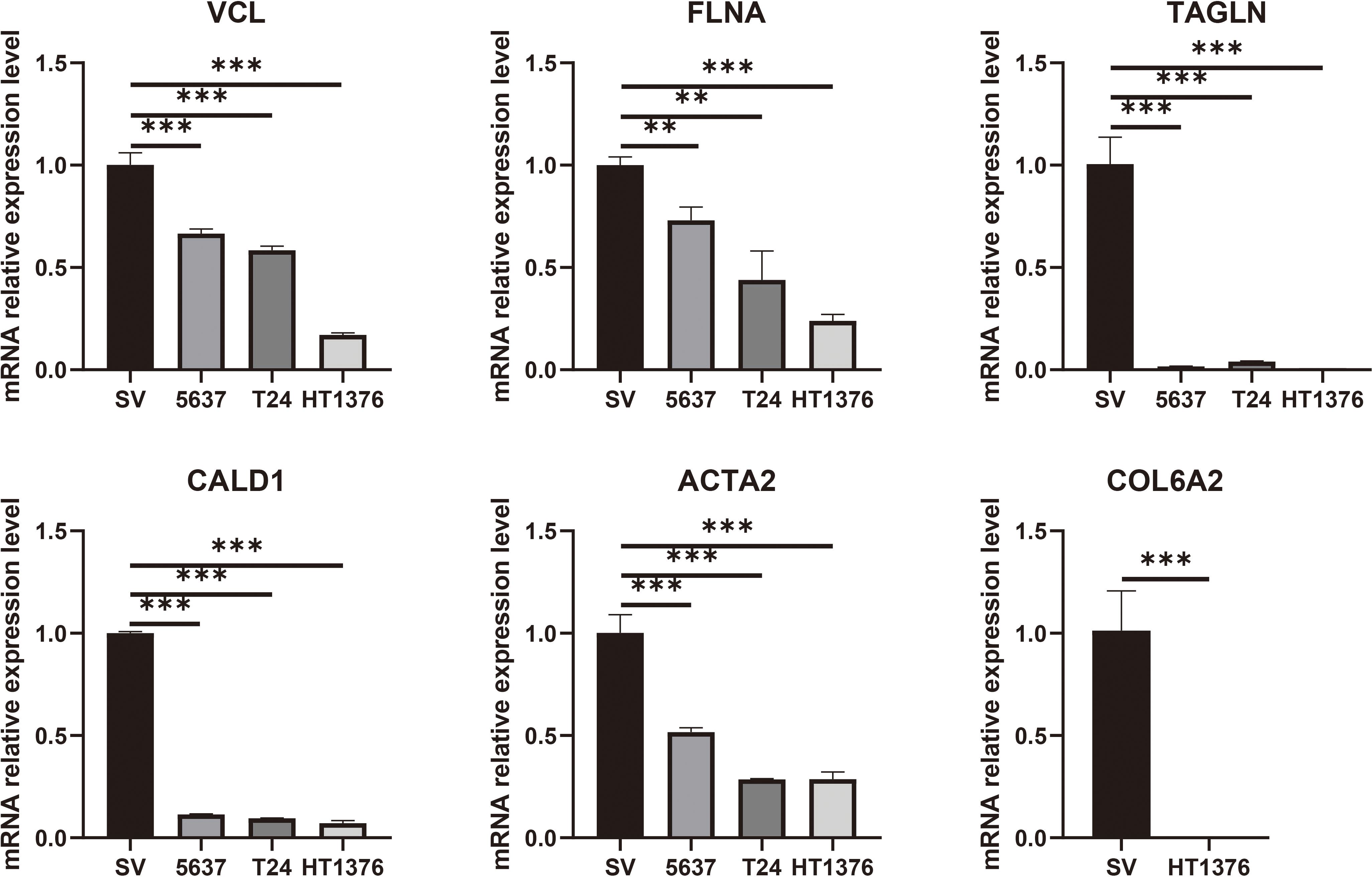 Bar charts comparing mRNA relative expression levels of VCL, FLNA, TAGLN, CALD1, ACTA2, and COL6A2 across different cell lines (SV, 5637, T24, HT1376). Each graph shows a decrease in expression from SV to HT1376. Significant differences are marked with asterisks, indicating statistical significance.