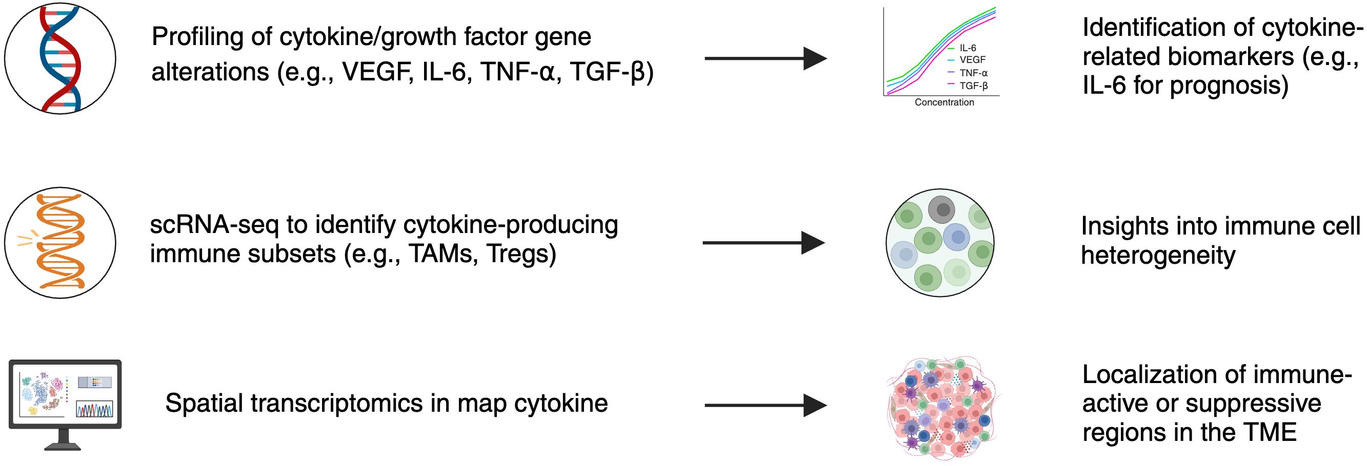Three-part diagram illustrating cytokine profiling and spatial mapping techniques.Top section: DNA double helix icon next to a data plot, representing cytokine gene profiling and biomarker identification.Middle section: RNA strand icon pointing to an immune cell image, indicating the detection of cytokine-producing immune cell subsets.Bottom section: A computer monitor and tissue map image illustrating spatial transcriptomics for visualizing cytokine expression and distribution within the tumor microenvironment.