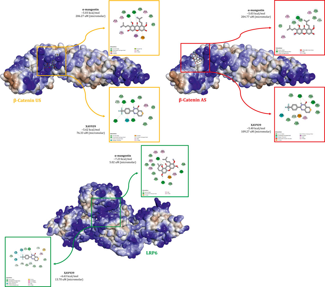 Molecular structures and docking simulations of β-catenin and LRP6 show interactions with compounds α-mangostin and XAV939. β-Catenin US and AS sites are highlighted with α-mangostin showing −5.53 kcal/mol, 206.27 micromolar, while XAV939 shows −5.62 kcal/mol, 76.33 micromolar. LRP6 shows interactions with α-mangostin at −7.23 kcal/mol, 5.02 micromolar, and XAV939 at −6.63 kcal/mol, 13.70 micromolar. Each site displays different binding properties and energy values.