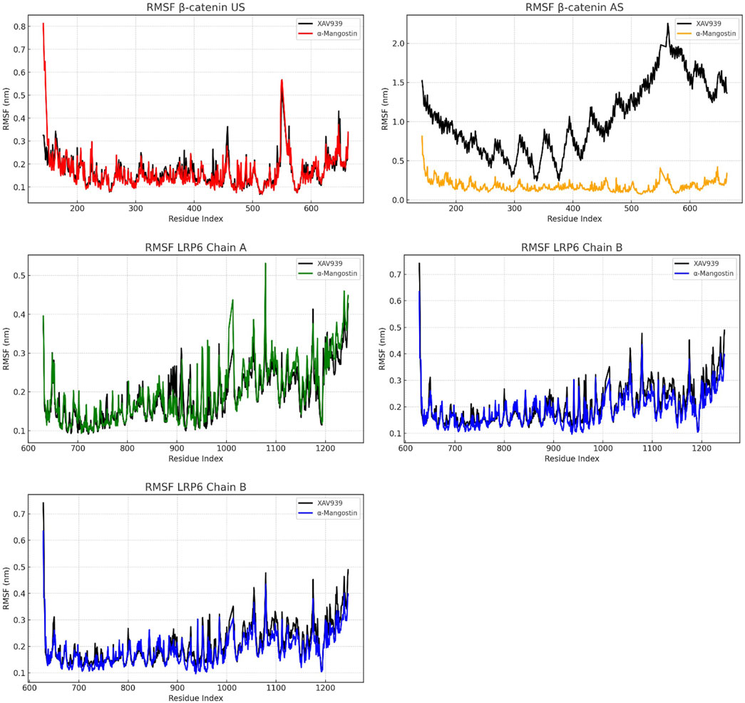 Four RMSF graphs show the root mean square fluctuation of proteins. Graphs compare XAV939 and alpha-Mangostin for β-catenin US, β-catenin AS, LRP6 Chain A, and LRP6 Chain B. Different colored lines represent each substance for visual comparison across residue indices.