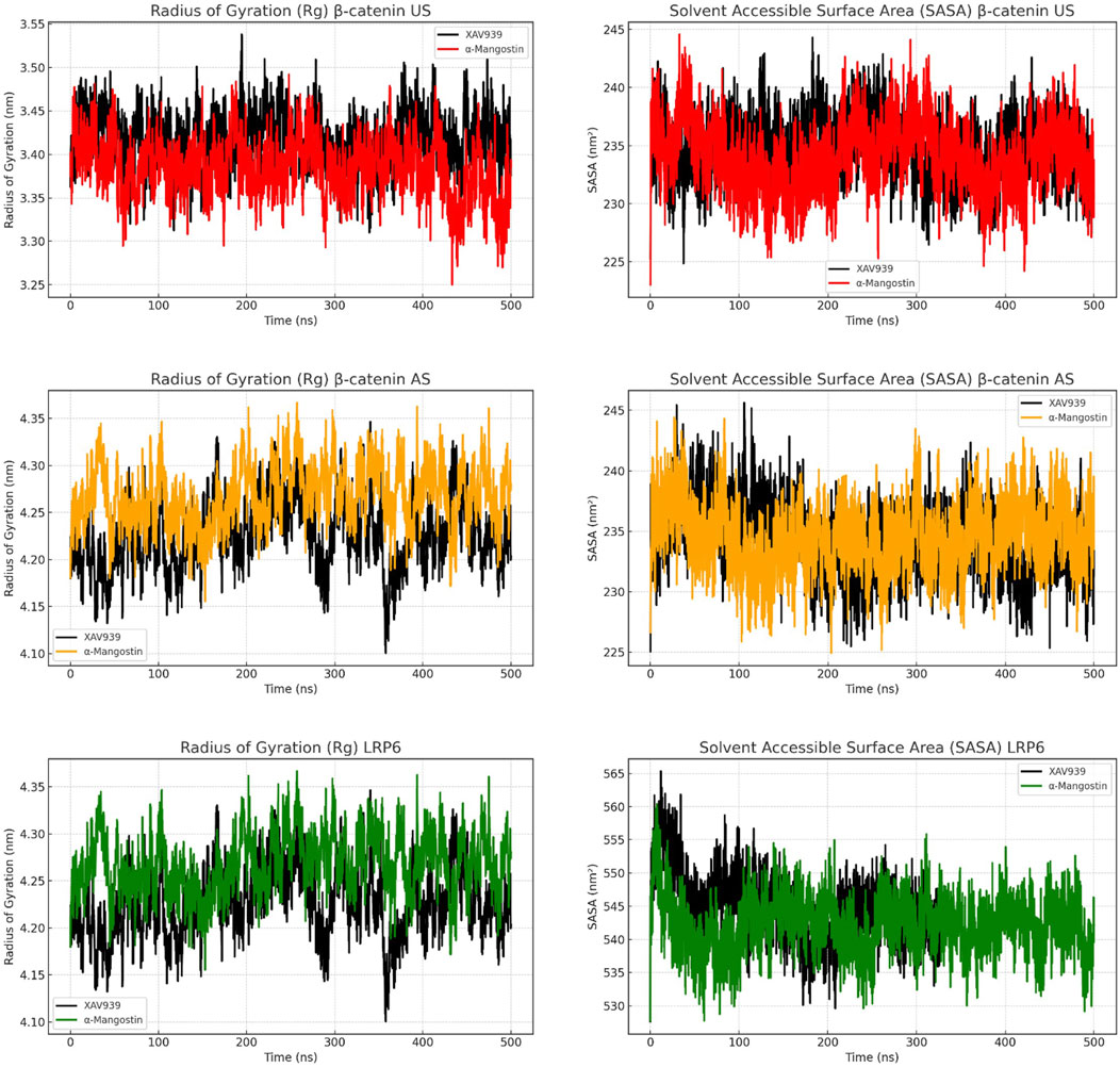 Six line graphs show Radius of Gyration (Rg) and Solvent Accessible Surface Area (SASA) over time for β-catenin US, β-catenin AS, and LRP6. Each graph compares data for XAV939 and α-Mangostin. The Rg graphs are on the left, and SASA graphs are on the right. The graphs use distinct colors: β-catenin US (red), β-catenin AS (orange), and LRP6 (green), with black lines representing the comparatives. Time is measured in nanoseconds, Rg in nanometers, and SASA in square nanometers.