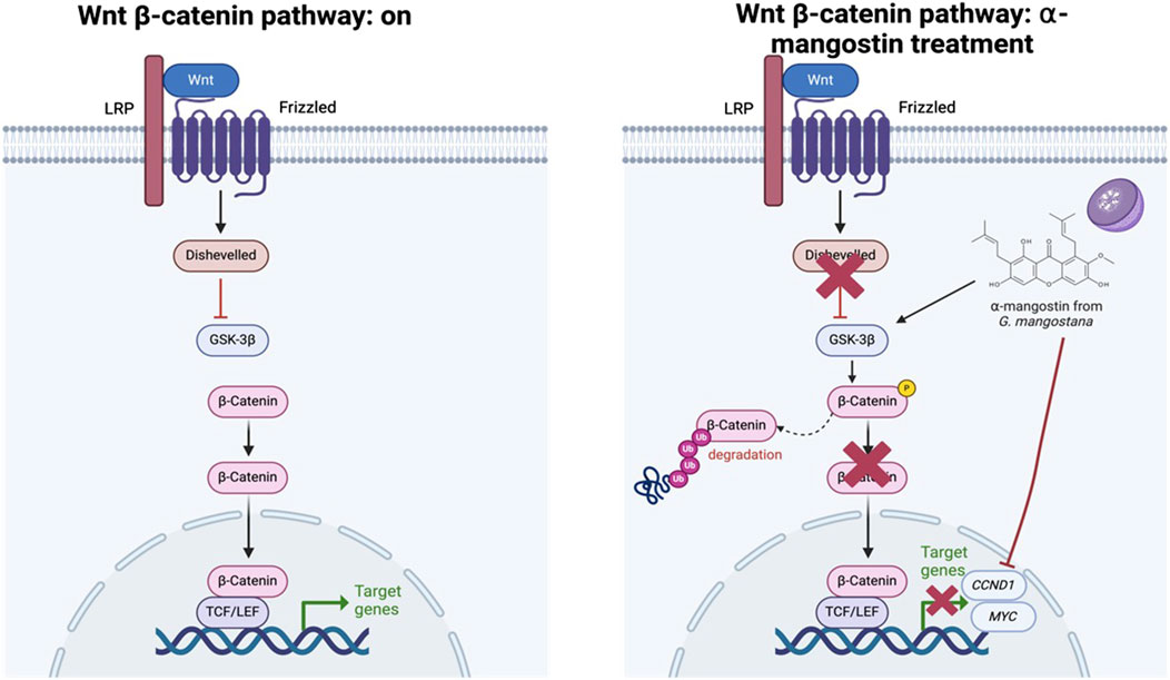 Diagram comparing the Wnt β-catenin pathway when active and when inhibited by α-mangostin. On the left, the pathway shows β-catenin reaching the nucleus, promoting gene expression. On the right, α-mangostin from G. mangostana disrupts this pathway, leading to β-catenin degradation and inhibition of genes like CCND1 and MYC.