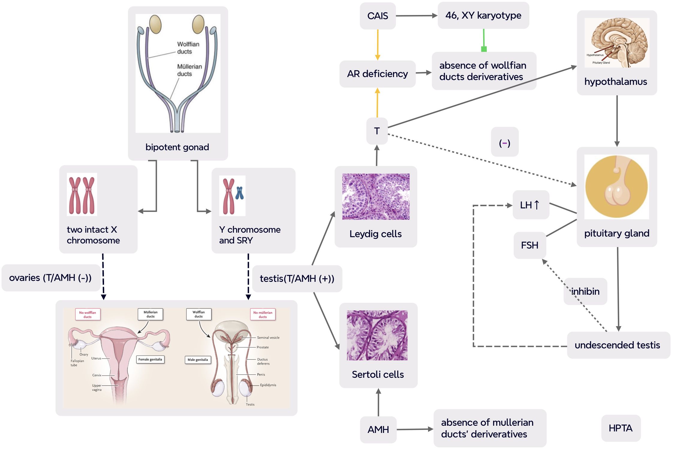 Flowchart illustrating male reproductive development. The bipotent gonad can differentiate into ovaries or testes depending on chromosome presence. Two intact X chromosomes lead to ovaries lacking testosterone (T) and anti-Müllerian hormone (AMH), while a Y chromosome and SRY lead to testes producing both. Leydig cells produce testosterone, influencing hormone pathways including feedback to the hypothalamus and pituitary gland, affecting LH and FSH levels. Sertoli cells produce AMH, preventing Müllerian duct development. AR deficiency impacts the absence of Wolffian duct derivatives, influencing CAIS phenotypes with a 46, XY karyotype.