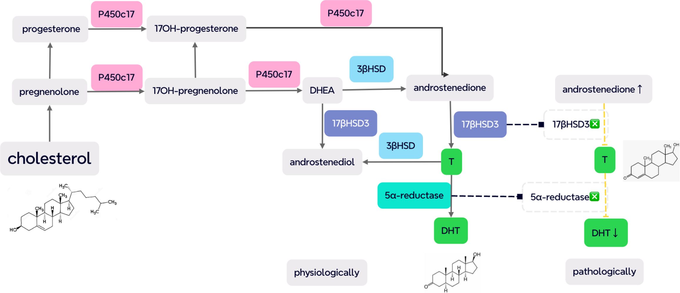 Flowchart illustrating the conversion of cholesterol to DHT. Cholesterol converts to DHEA via P450c17, then to androstenedione via 3βHSD, leading to testosterone (T) via 17βHSD3, which further converts to DHT by 5α-reductase. Physiological and pathological pathways are shown, with pathological reduction in DHT marked.