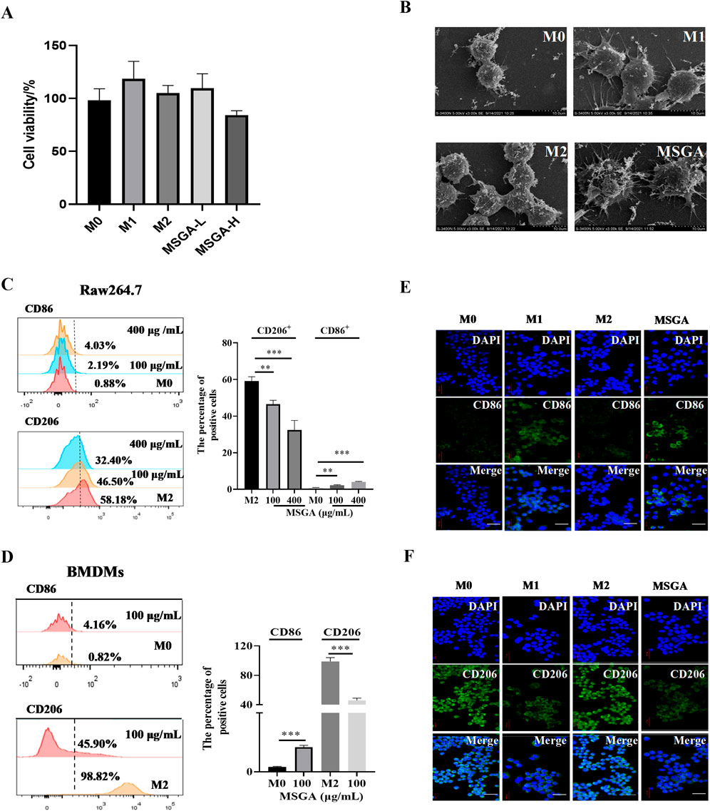 Graph A shows cell viability percentages for various conditions M0, M1, M2, MSGA-L, and MSGA-H. Image B displays microscopic views of cells under M0, M1, M2, and MSGA conditions. Graphs C and D depict flow cytometry histograms for CD86 and CD206 markers under different concentrations. Panels E and F show fluorescent microscopy images of cells stained for DAPI, CD86, and CD206, with merged images for each condition M0, M1, M2, and MSGA.