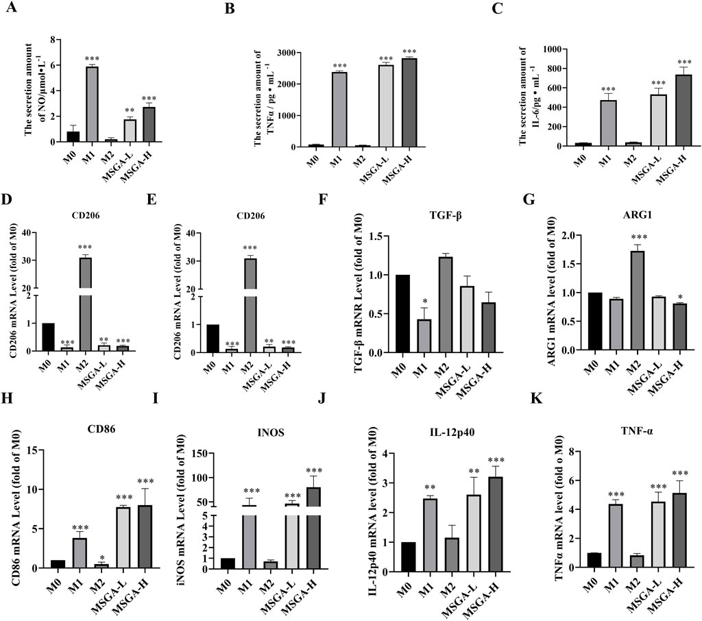 Bar charts labeled A through K present various secretion and mRNA level comparisons for M0, M1, M2, MSGA-L, and MSGA-H samples. Chart A shows NO secretion, B shows TNFα secretion, C shows IL-6 secretion. Charts D through K compare mRNA levels of CD206, IL-10, TGF-β, ARG1, CD86, INOS, IL-12p40, and TNF-α. Significant differences are indicated by asterisks. Each chart highlights changes in specific biomarkers related to macrophage polarization states.