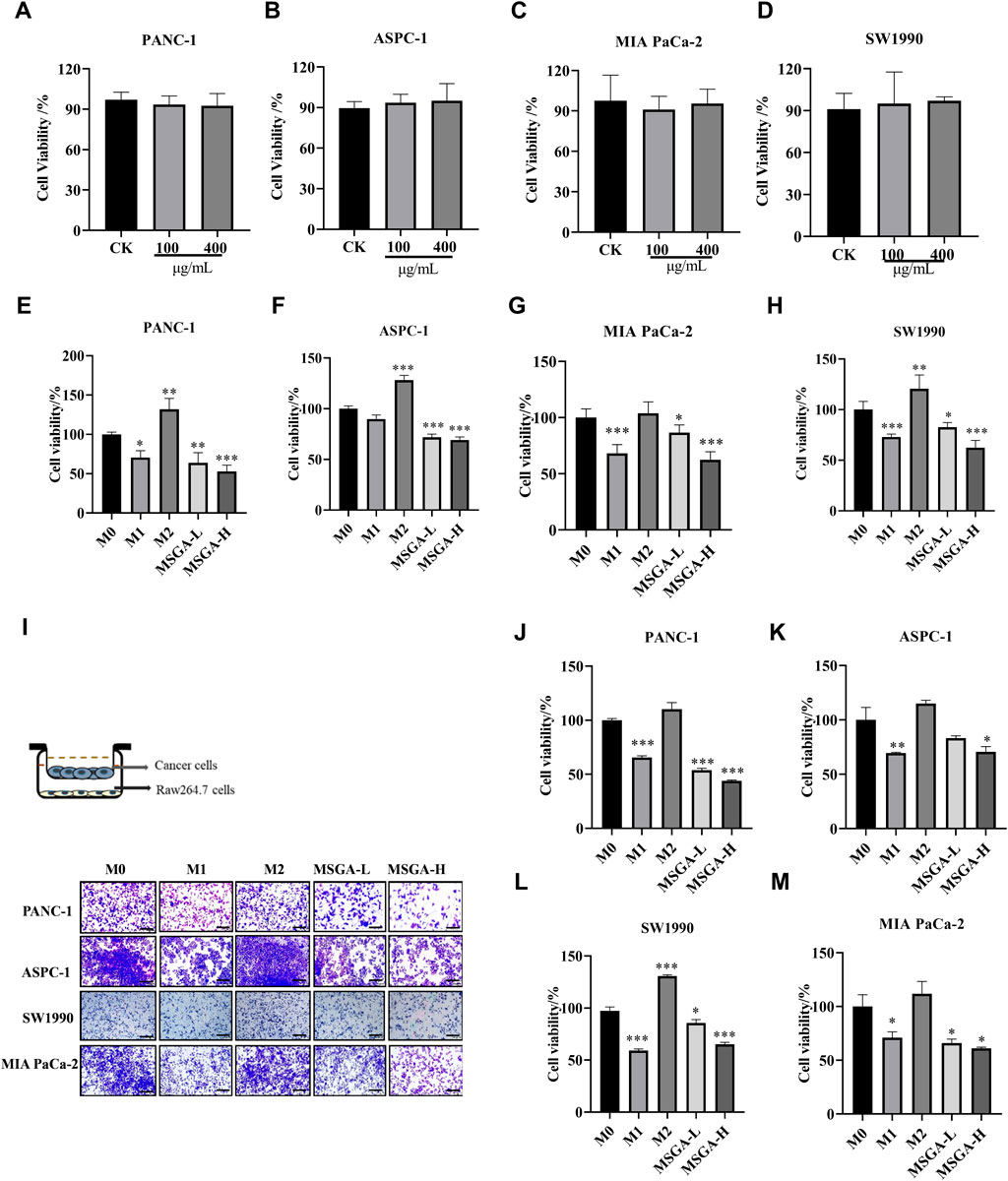 Graphs and charts illustrate cell viability and stability percentages across different cell lines (PANC-1, ASPC-1, MIA PaCa-2, SW1990) under varying conditions and treatments. Panels (A-D) display cell viability at different concentrations (CK, 100, 400 µg/mL). Panels (E-H, J-M) show cell stability under different conditions (M0, M1, M2, MSGA-L, MSGA-H) with statistically significant differences marked by asterisks. Panel (I) displays a schematic of a cancer cell co-culture setup, followed by microscopic images showing cellular responses to different treatments in PANC-1, ASPC-1, SW1990, and MIA PaCa-2 cell lines.