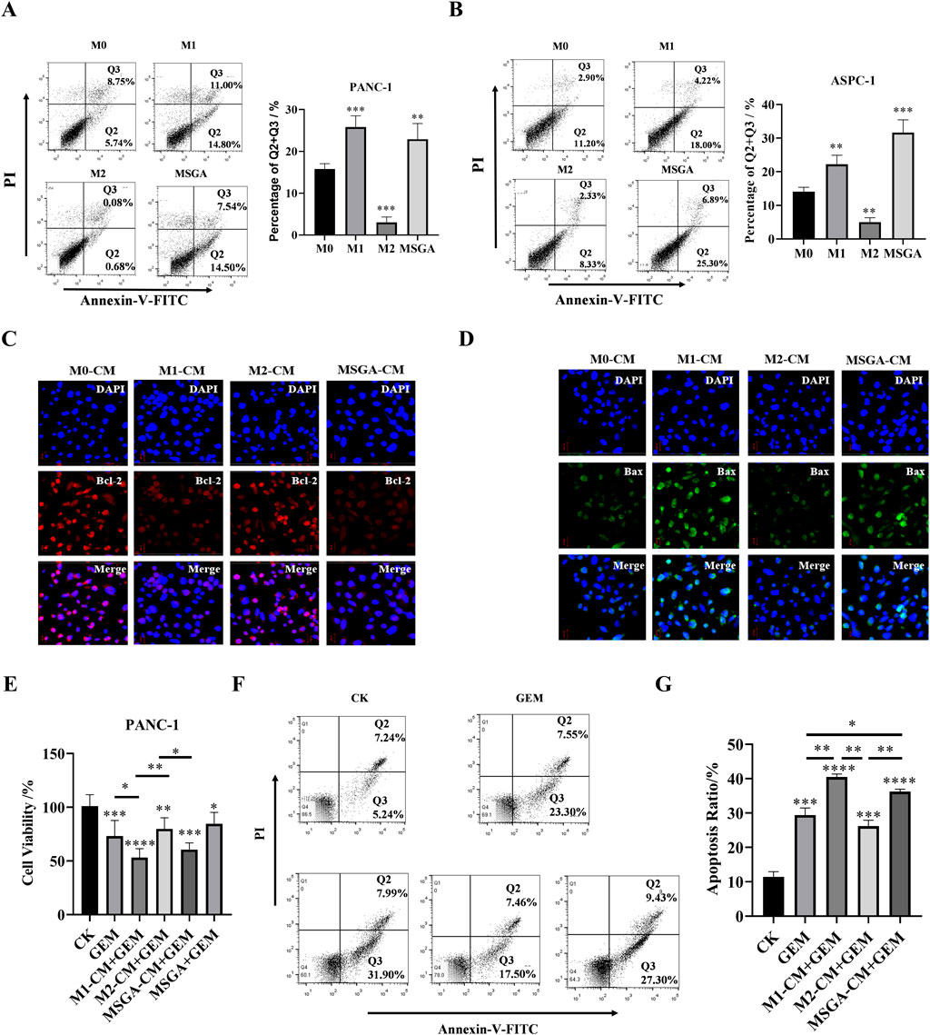 Flow cytometry plots (A, B, F) and bar graphs (E, G) display percentage and ratio data involving PANC-1 and ASPC-1 cells. Confocal microscopy images (C, D) show cell staining for DAPI, Bcl-2, and Bax. Data illustrate cell viability, apoptosis, and protein expression under different conditions using Annexin-V-FITC and PI staining.