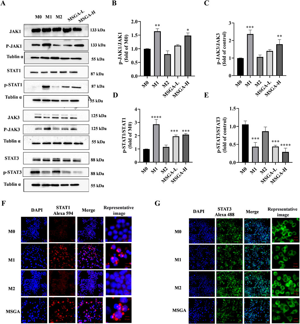 Composite image with four panels. Panel A shows Western blots for JAK1, p-JAK1, STAT1, and p-STAT1 with Tubulin α as a loading control across different conditions (M0, M1, M2, MSGA-L, MSGA-H). Panel B displays Western blots for JAK3, p-JAK3, STAT3, and p-STAT3, also with Tubulin α, under the same conditions. Panel C and D present immunofluorescence staining for STAT1 and STAT3, using DAPI for nuclear staining. Images include conditions M0, M1, M2, and MSGA, with representative merged images.