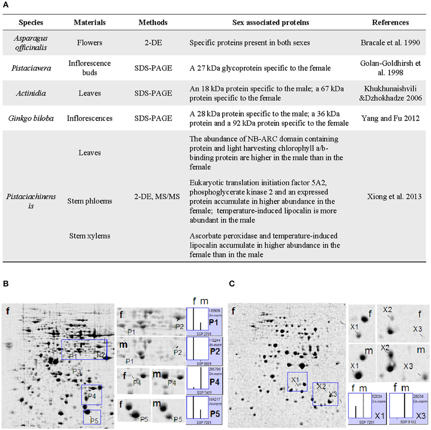 Frontiers Proteomics A Promising Tool For Research On Sex Related