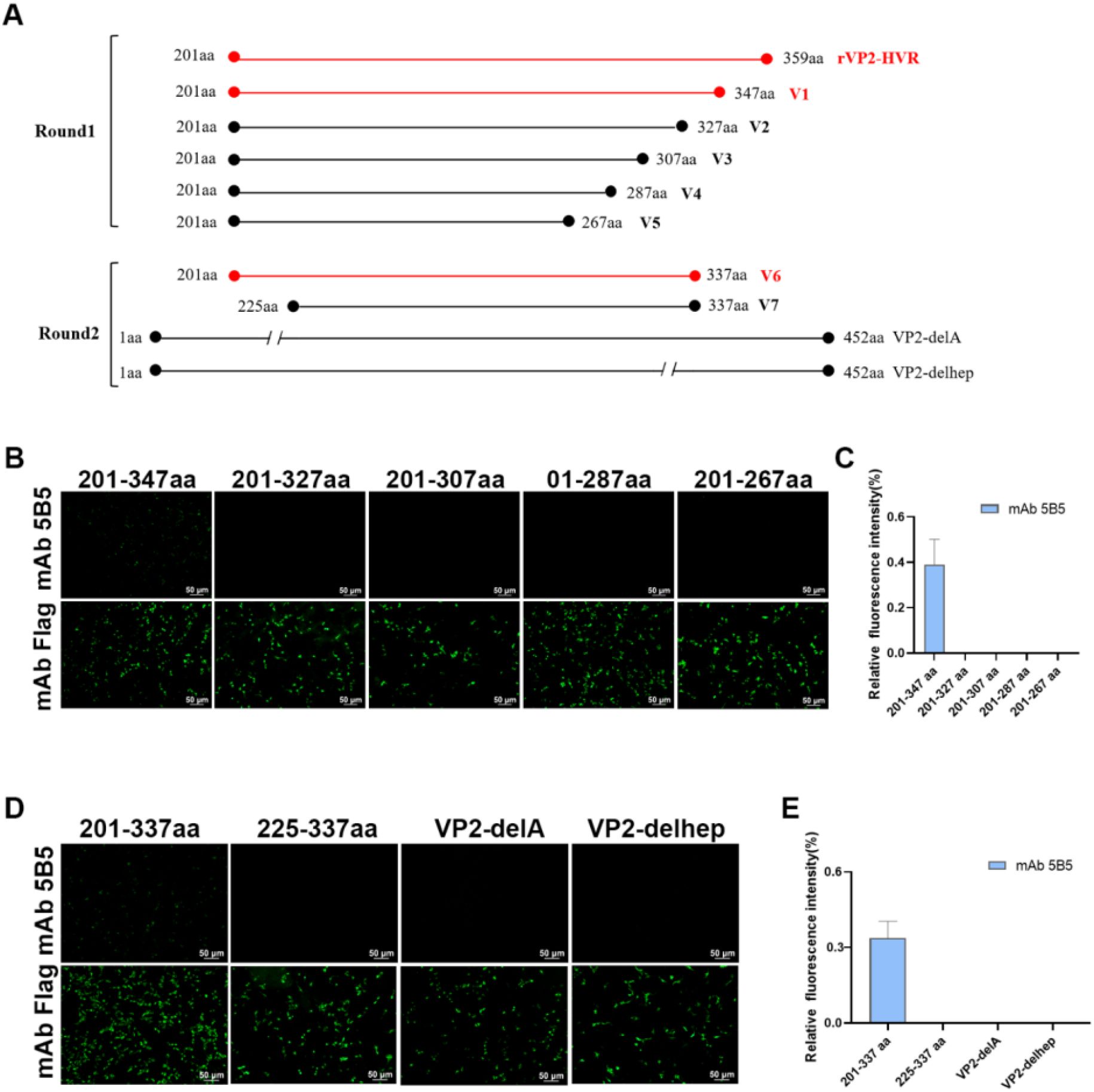 Diagram showing a series of components and analyses. Panel A displays sequential diagrams of protein constructs across two rounds, highlighting specific regions with labels, such as rVP2-HVR and V1 to V7. Panels B and D present fluorescence images comparing mAb 5B5 and mAb Flag mAb with differences in green signal intensity under various conditions. Panel C shows a bar graph of relative fluorescence intensity for mAb 5B5, with the highest level at 201-327aa. Panel E also features a bar graph for mAb 5B5, showing highest intensity at 201-337aa.