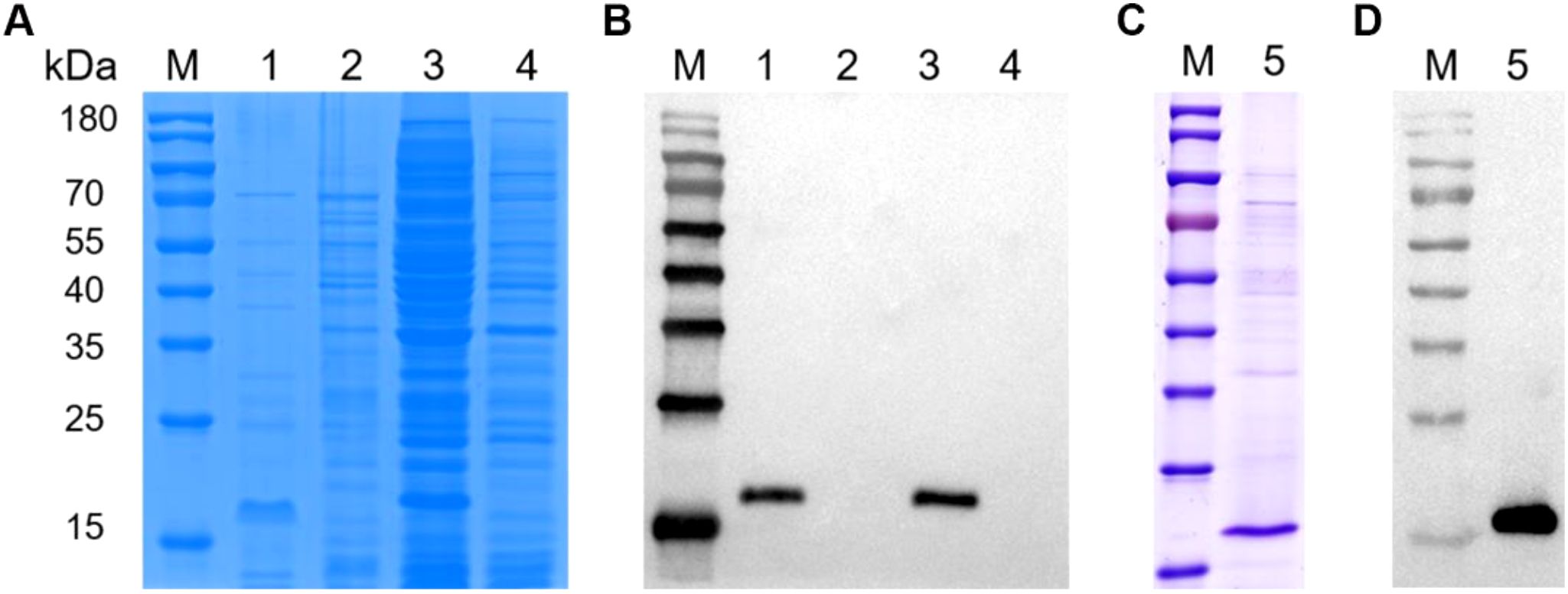 Four panels labeled A to D depict electrophoresis gel results. Panel A shows a blue-stained protein gel with lanes M and 1 to 4. Panel B is a blot with M and lanes 1 to 4, with faint bands. Panel C shows a stained gel with lanes M and 5. Panel D is a blot with lanes M and 5, presenting distinct bands.