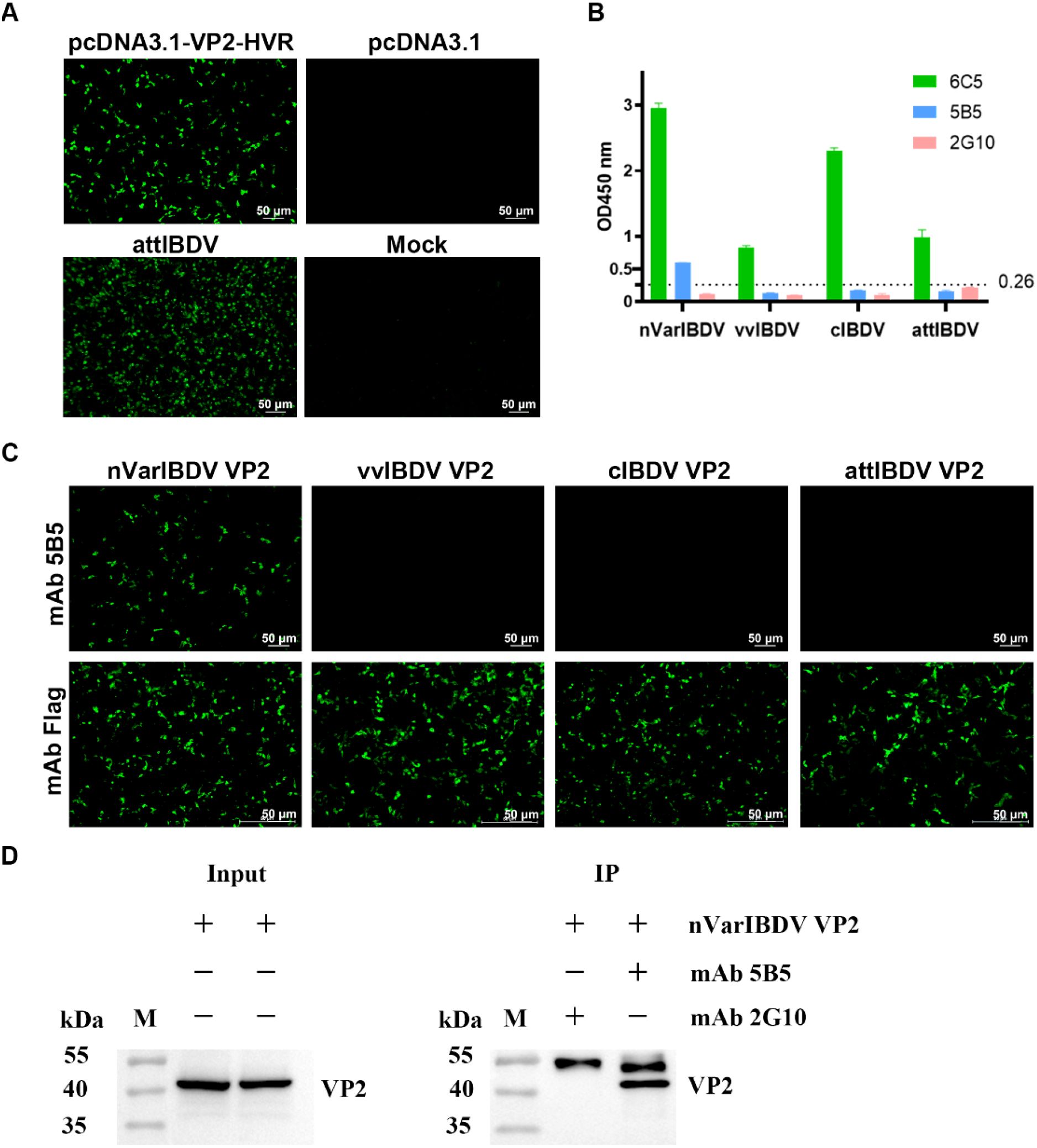 A: Fluorescent images showing expression of VP2 in various vectors, with significant expression in pc-VP2-HVR and attIBDV. B: Bar graph illustrating OD450nm absorbance levels for different IBDV strains probed with antibodies 6C5, 5B5, and 2G10. C: Fluorescent images displaying VP2 expression in nVarIBDV, vvIBDV, clIBDV, and attIBDV with mAb 5B5 and mAb Flag, highlighting notable expression in nVarIBDV and attIBDV. D: Western blot results depicting VP2 protein bands for input samples and immunoprecipitation using mAb 5B5 and mAb 2G10 with markers at 55, 40, and 35 kDa.