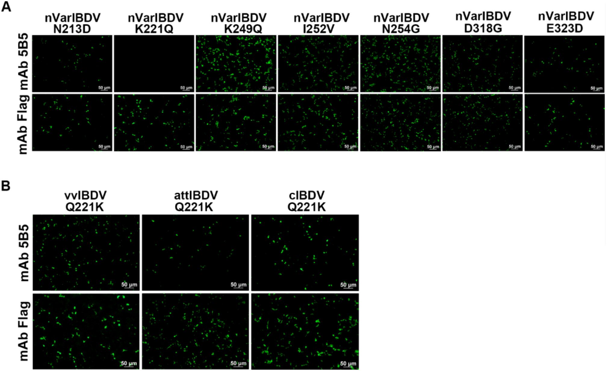 Fluorescence microscopy images showing expression of different IBDV variants. Panel A displays images of nVarIBDV variants N213D, K221Q, K249Q, I252V, N254G, D318G, and E323D, each with mAb 5B5 and mAb Flag staining. Panel B shows vvIBDV, attIBDV, and clIBDV Q221K variants also stained with mAb 5B5 and mAb Flag. Each image includes a scale bar indicating 50 micrometers, highlighting distinct patterns of fluorescence.