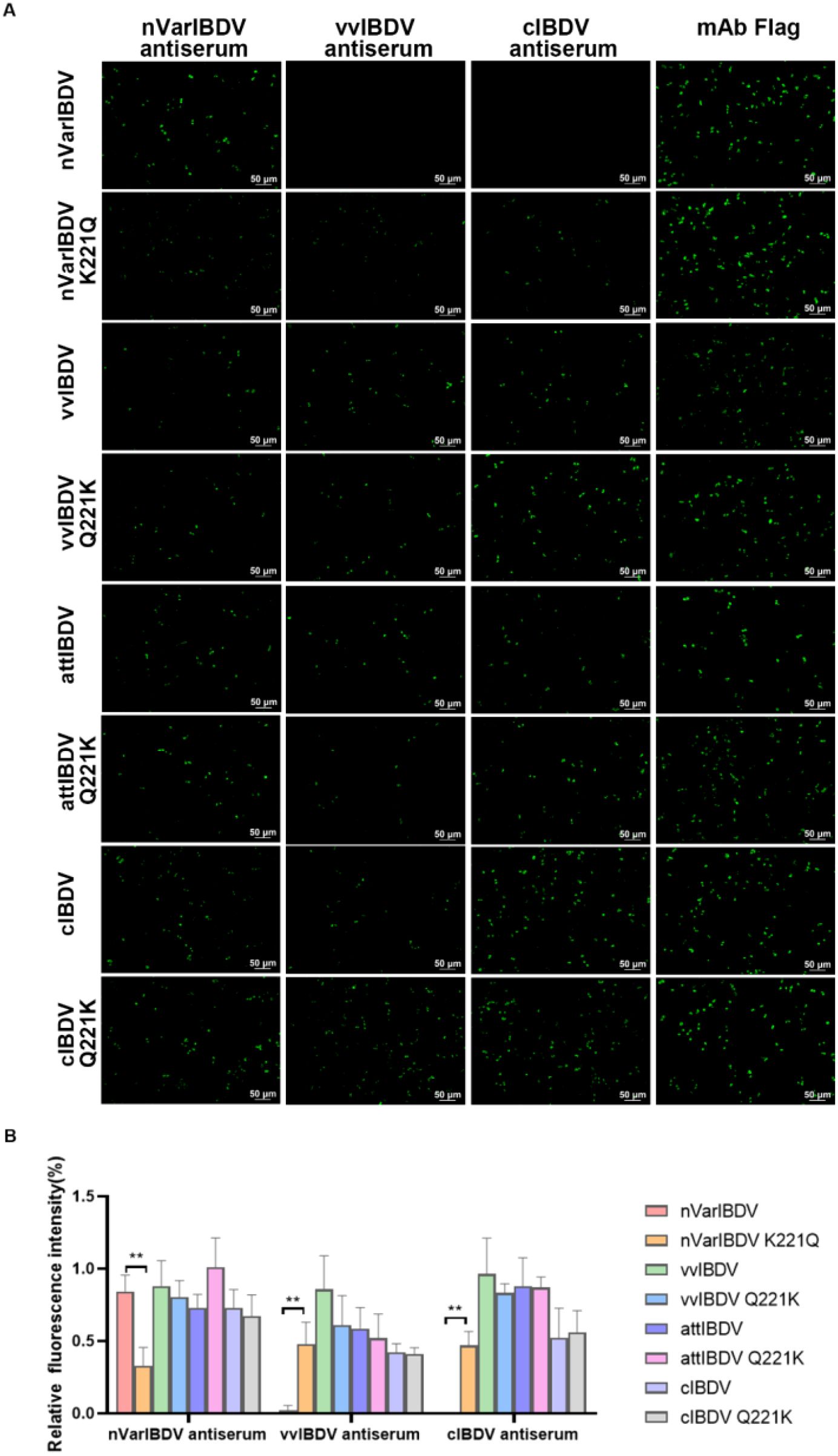 Panel A shows fluorescent microscopy images of different virus strains and antisera combinations, highlighting varying fluorescence intensities, indicated by green dots. Scale bars are 50 micrometers. Panel B is a bar graph comparing relative fluorescence intensity percentages across different antisera and virus strain combinations with error bars, emphasizing significant variations marked by asterisks.