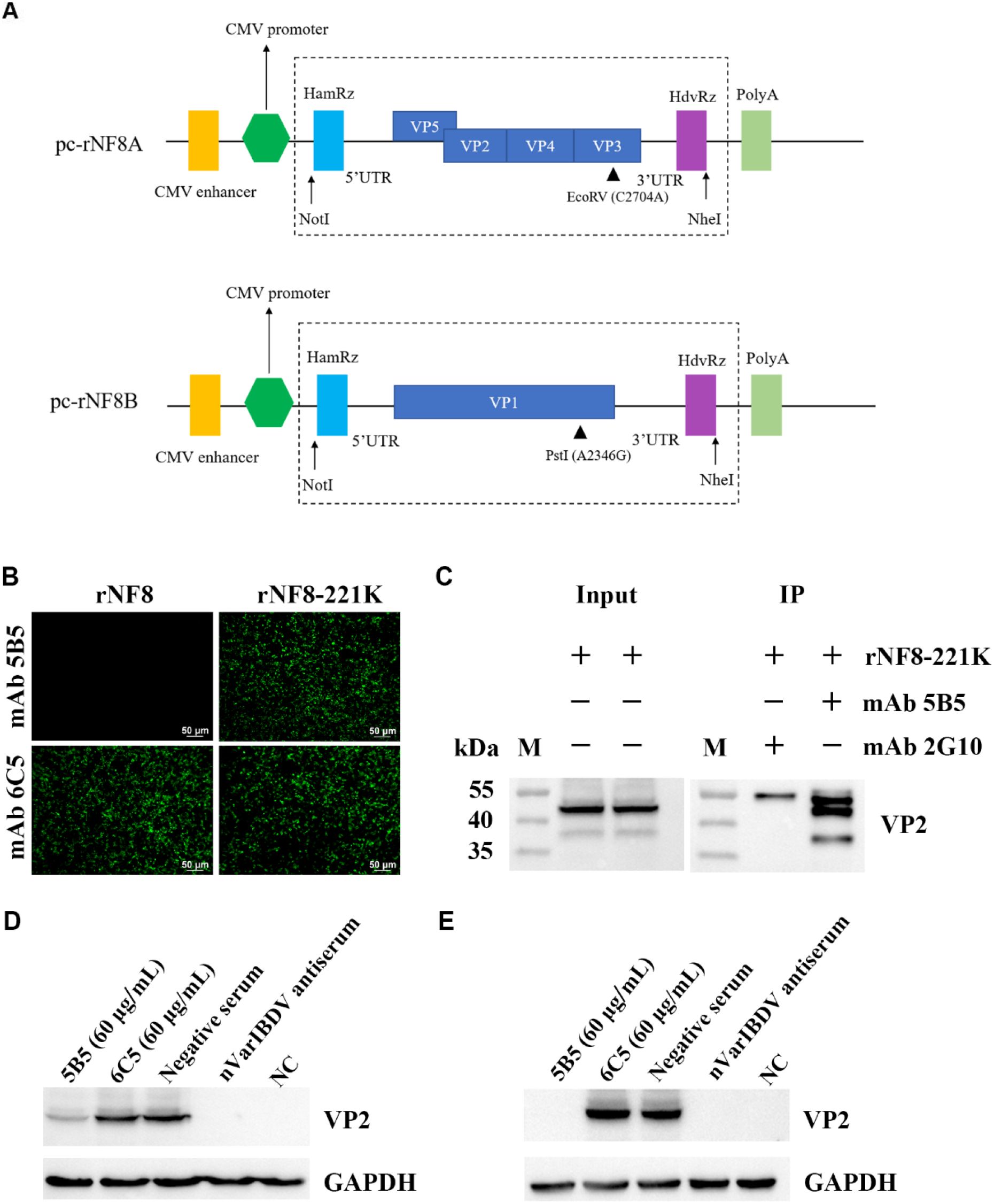 Diagram A shows two vector constructs, pc-rNF8A and pc-rNF8BB, detailing components like CMV enhancer, CMV promoter, 5' UTR, VP regions, EcoRV (C2704A) and PstI (A2346G) sites, and 3' UTR. Images B display fluorescence microscopy comparison of rNF8 and rNF8-221K with two antibodies. Image C exhibits a Western blot analysis, indicating protein input and immunoprecipitation (IP) results, highlighting VP2 presence. Images D and E show Western blot results for VP2 and GAPDH expressions under different conditions including uses of 5B5, 6C5, negative serum, nVar-IHBV anti-serum, and a negative control (NC).