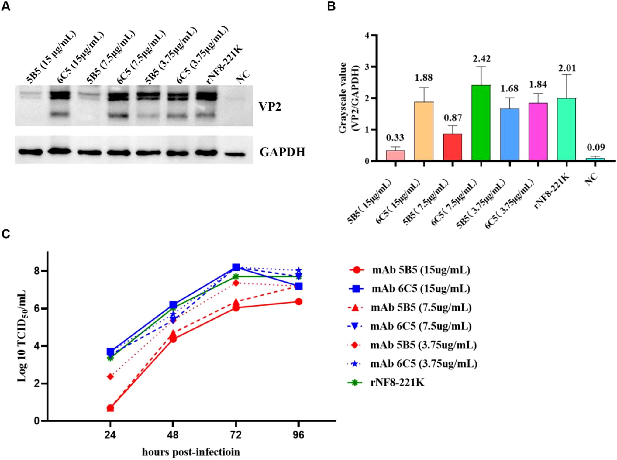 Panel A shows a western blot analysis with VP2 protein expression across different monoclonal antibody treatments and controls, with GAPDH as a loading control. Panel B presents a bar graph of the grayscale values ratio (VP2/GAPDH) indicating varying expression levels. Panel C displays a line graph showing viral titer (log10 TCID50/mL) over time post-infection across different monoclonal antibody concentrations and a control.