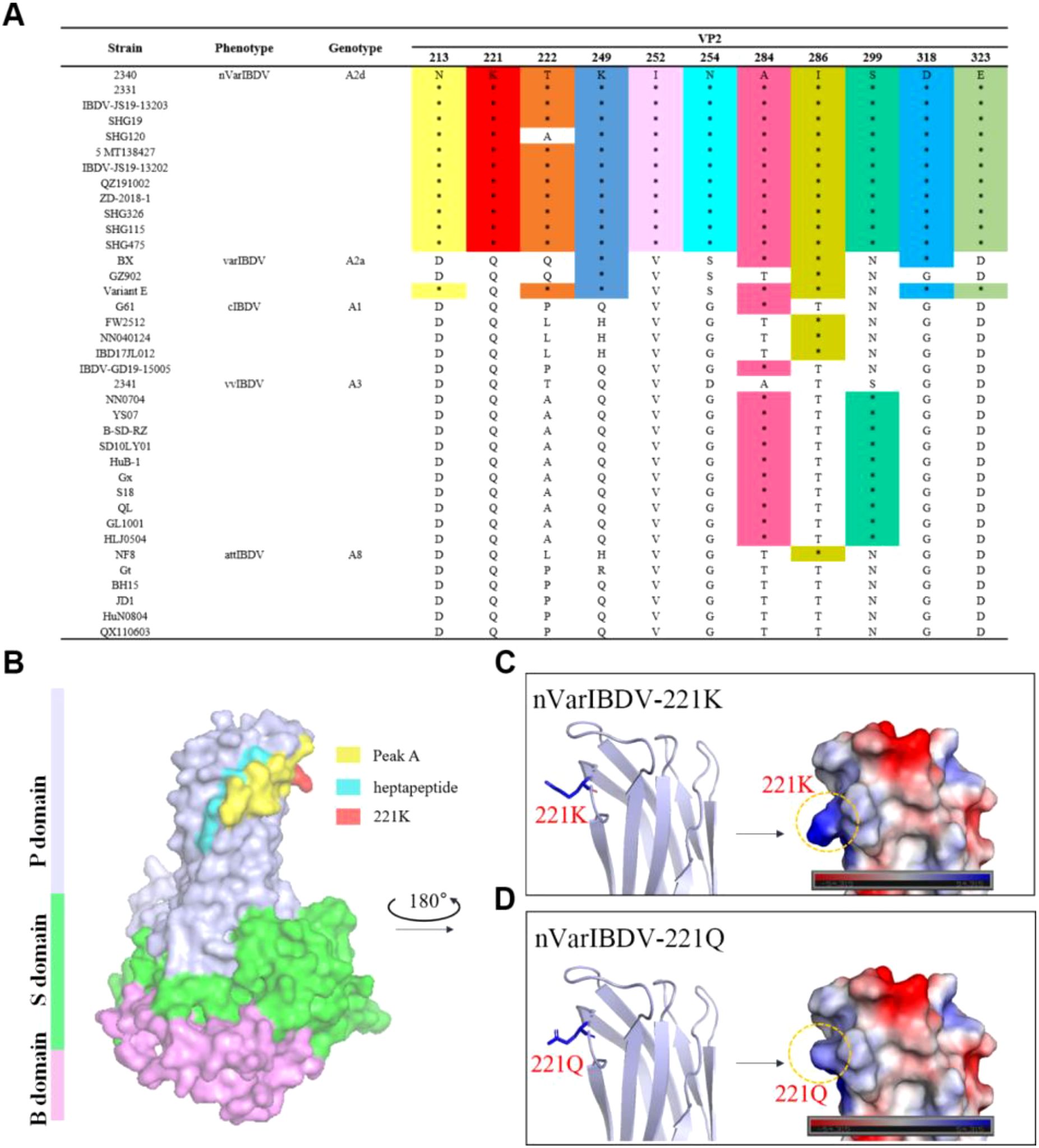 Panel A shows a table comparing various strains of IBDV with their phenotypes and genetic variations in the VP2 protein. Color-coded highlights indicate specific amino acid variations. Panel B illustrates a 3D model of the IBDV protein structure, highlighting the P, S, and B domains and key regions like Peak A, the heptapeptide, and position 221K. Panels C and D present molecular visualizations comparing the structures and electrostatic surfaces of nVarIBDV-221K and nVarIBDV-221Q, emphasizing the differences at position 221.