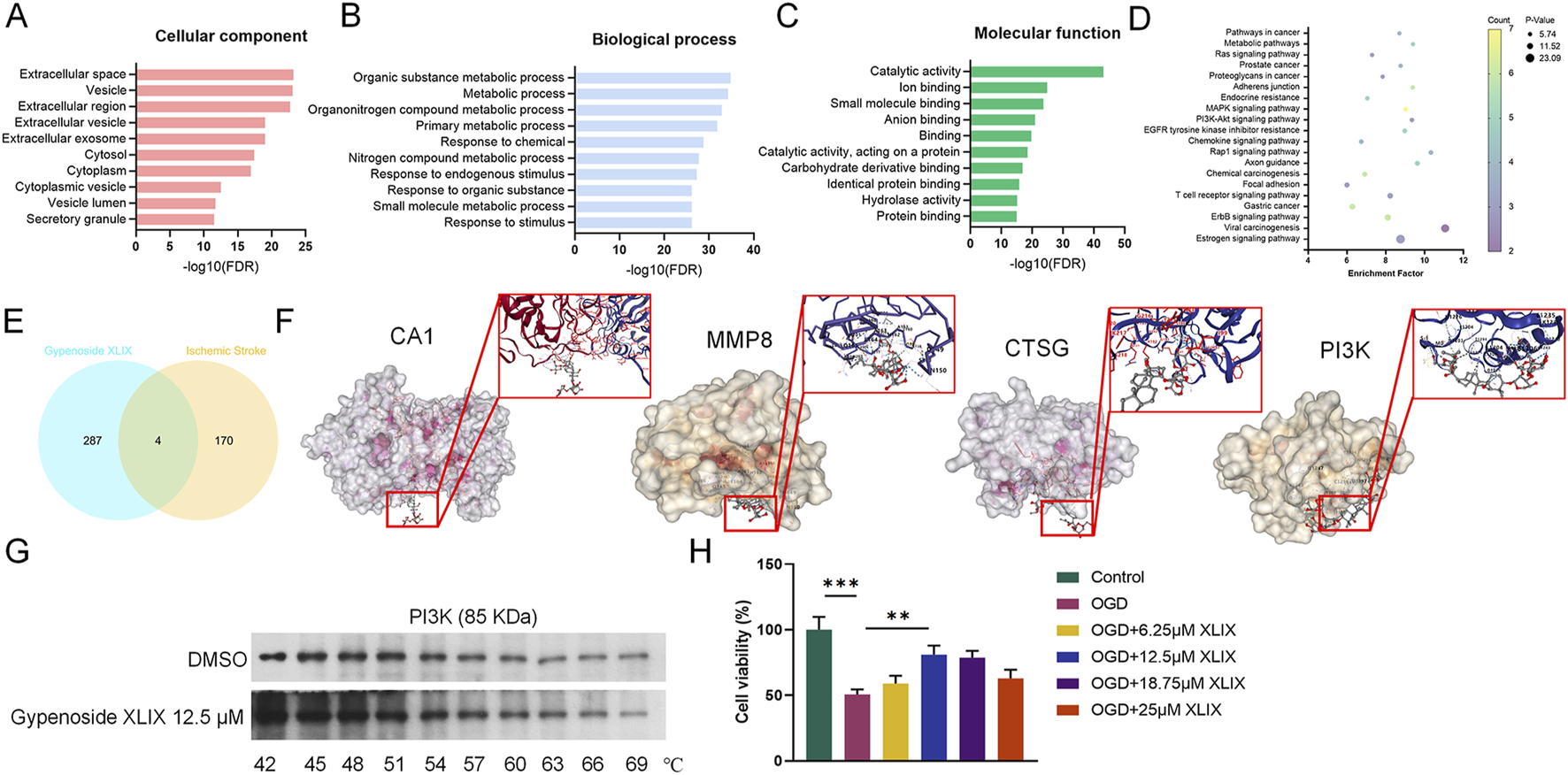 Bar graphs in panels A to C show cellular components, biological processes, and molecular functions with varying significance levels. Panel D is a bubble chart of enriched pathways, colored by p-value. Panel E is a Venn diagram for Gypenoside XLIX and ischemic stroke. Panel F includes protein binding illustrations for CA1, MMP8, CTSG, and PI3K with molecular interactions. Panel G shows a Western blot for PI3K with Gypenoside XLIX treatment. Panel H is a bar graph of cell viability under different conditions, with significance levels marked.