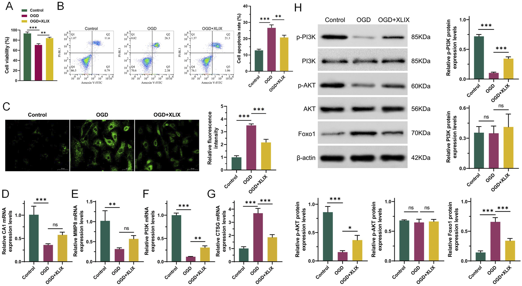 Graphs and images display cellular and molecular analyses comparing control, OGD, and OGD with XLIX treatment groups. Panel A shows cell viability percentages, with control being highest. Panel B depicts cell apoptosis rates using dot plots and bar graphs. Panel C includes fluorescence microscopy images with graphs of relative fluorescence intensity. Panels D to G present mRNA expression levels of various genes. Panel H shows Western blot images for protein expression levels. Statistical indicators highlight significant differences among groups, with several comparisons marked by asterisks for significance levels.