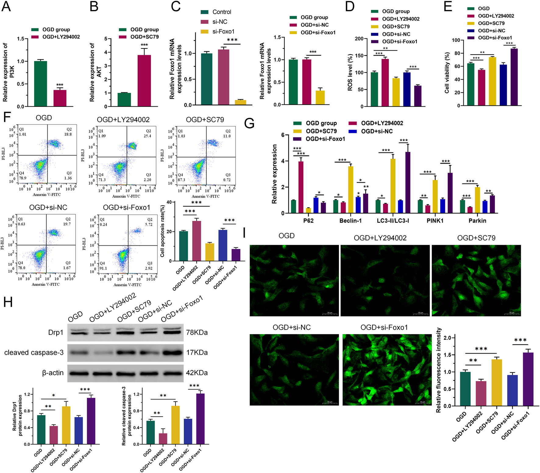 Graphs and charts display cellular analysis data under various conditions, including OGD, OGD with LYZ94002, SC79, si-NC, and si-Foxo1 treatments. Panels A to I show results on expression levels, ROS, cell viability, apoptosis, and protein expression. Flow cytometry plots, Western blots, and fluorescent images illustrate differences in cell responses across these treatments, indicating significant statistical differences denoted by asterisks.