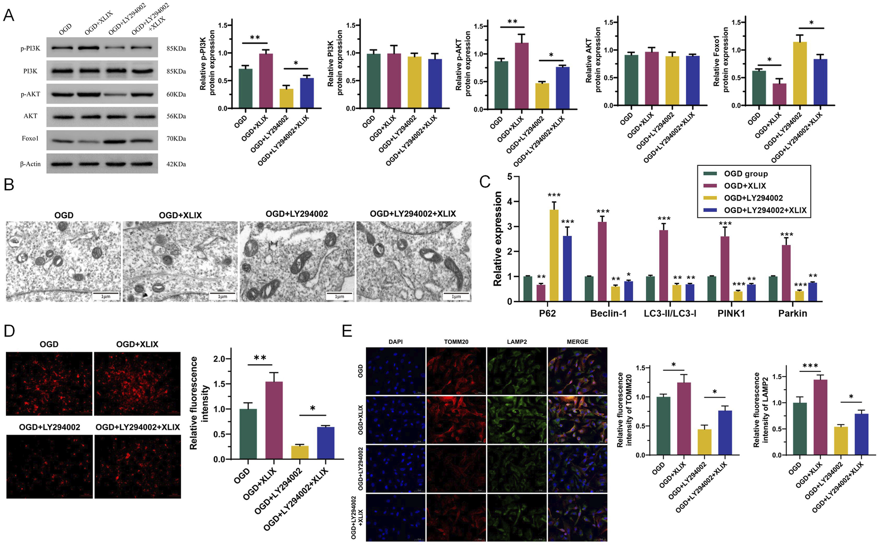 Western blot, electron microscopy, fluorescence microscopy, and bar chart data illustrating protein expression, cellular structures, and fluorescence intensity across different treatments: OGD, OGD+XLIX, OGD+LY294002, and OGD+LY294002+XLIX. Panel A shows protein levels of p-PI3K, PI3K, p-AKT, AKT, Foxo1, and β-Actin with corresponding graphs. Panel B presents electron microscopy images. Panel C displays expression levels of P62, Beclin-1, LC3-II/LC3-I, PINK1, and Parkin. Panel D shows fluorescence microscopy of red fluorescent markers with intensity graph. Panel E shows confocal images for DAPI, TOMM20, and LAMP2, with fluorescence intensity graphs. Statistical significance indicated by asterisks.
