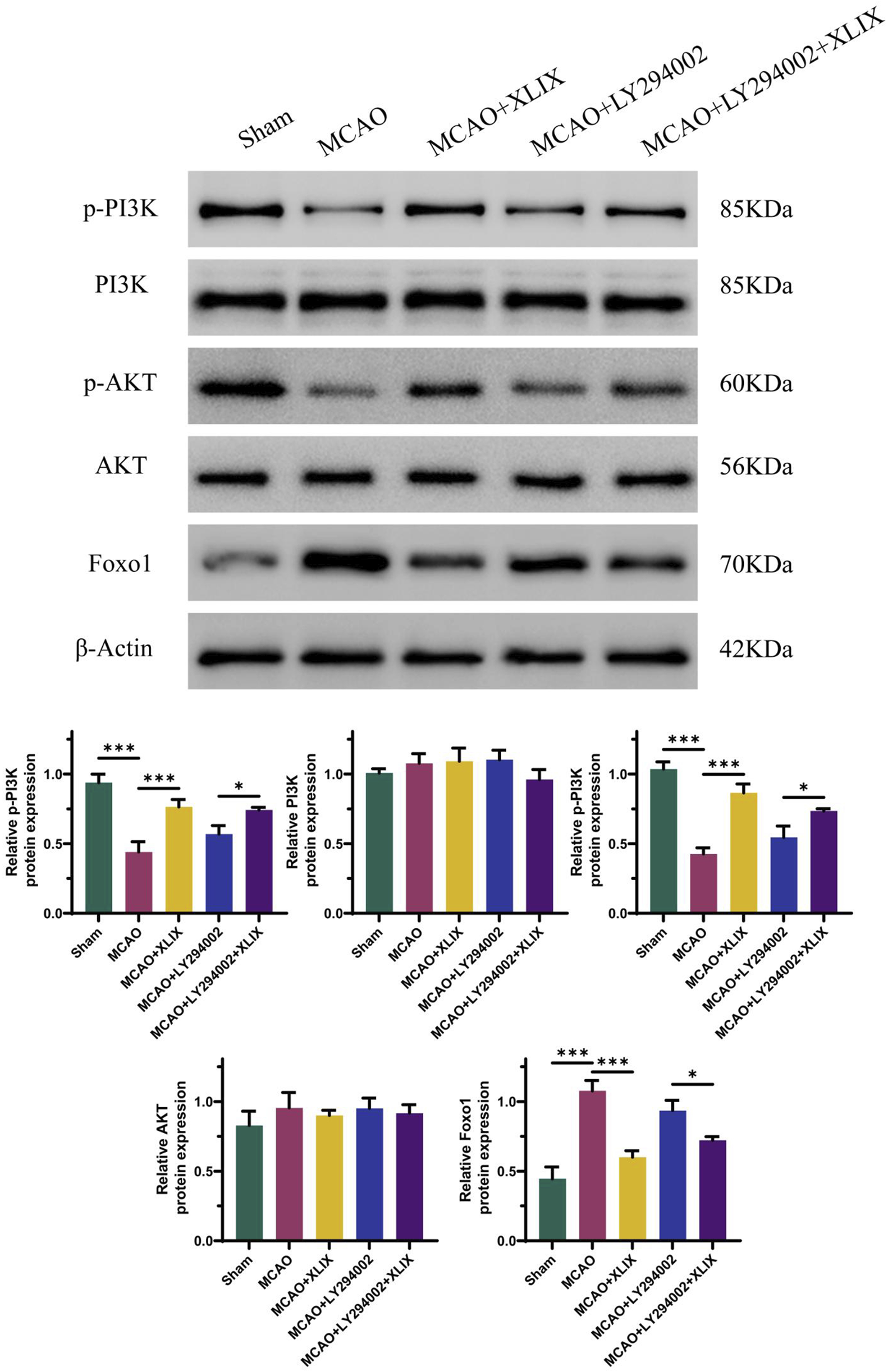 Western blot analysis depicting protein expressions of p-PI3K, PI3K, p-AKT, AKT, Foxo1, and β-Actin under different treatment conditions: Sham, MCAO, MCAO+XLIX, MCAO+LY294002, and MCAO+LY294002+XLIX, with molecular weights indicated. Bar graphs show relative protein expression levels of p-PI3K, PI3K, p-AKT, AKT, and Foxo1 among the groups, highlighting statistical significance with asterisks.