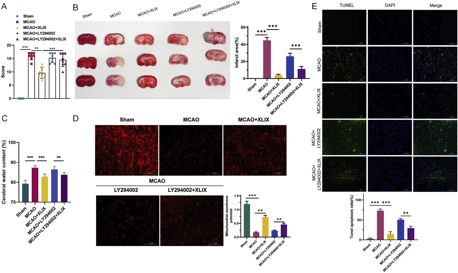 Composite image showing experimental results from a study on cerebral ischemia. Panel A: Bar graph comparing scores of different treatment groups, with significant differences indicated. Panel B: Photographs of brain slices from each group alongside a bar graph quantifying infarct areas. Panel C: Bar graph displaying cerebral water content percentages across groups. Panel D: Fluorescent images visualizing mitochondrial membrane potential in brain tissue with a corresponding bar graph. Panel E: Fluorescent images showing TUNEL and DAPI staining, indicating apoptosis, with a bar graph summarizing apoptosis rates. The images illustrate the effects of different treatments on brain injury and recovery.