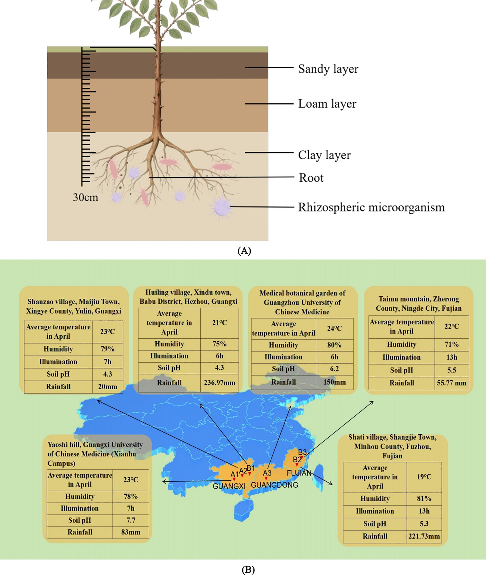 Diagram (A) shows a plant's root system with soil layers: sandy, loam, and clay, alongside labeled rhizospheric microorganisms. Diagram (B) is a map showcasing regions in China with climate and soil data. Locations like Shanzao village, Guangxi, and Taimu mountain, Fujian, are marked with temperature, humidity, illumination, soil pH, and rainfall information for each.