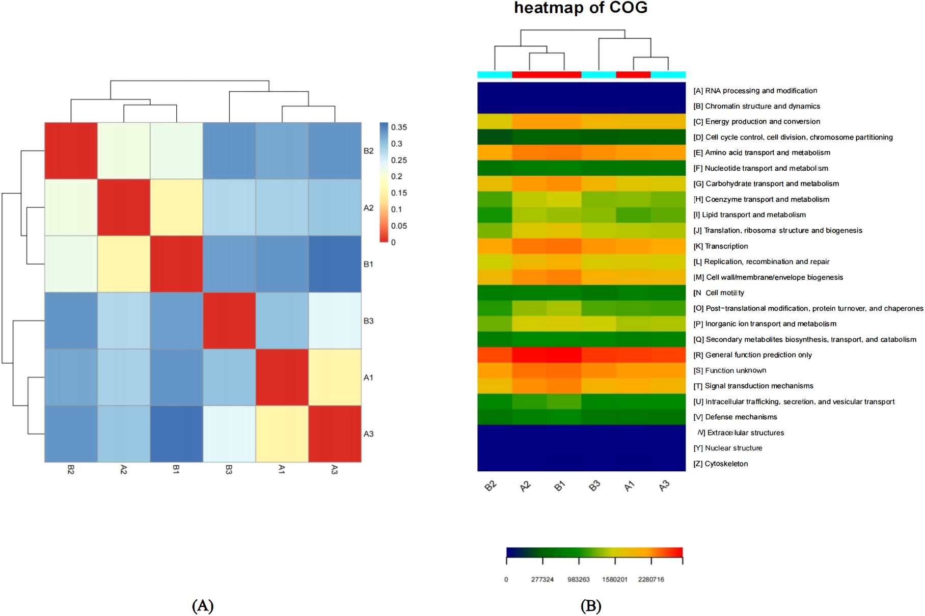 Heat maps showing hierarchical clustering and categories of orthologous groups (COG). Image A: A color-graded heat map with a dendrogram, featuring values from 0 to 0.35. Image B: A detailed heat map labeled with COG categories from A to Z and corresponding color scale from blue to red, indicating data range from zero to over two million.