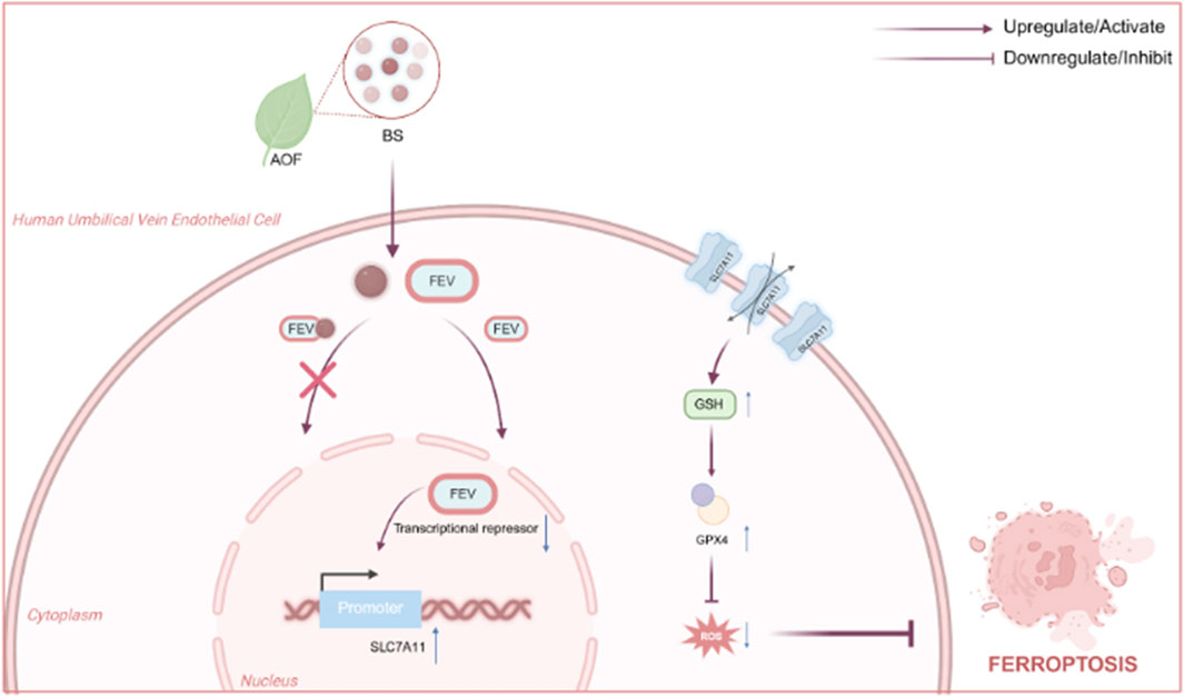 Diagram depicting the inhibition of ferroptosis in a human umbilical vein endothelial cell. Alpiniae oxyphyllae fructus (AOF) and bio-substance (BS) lead to the downregulation of FEV. This downregulation reduces transcriptional repression, increasing SLC7A11 expression. Enhanced SLC7A11 activity raises GSH levels, inhibiting reactive oxygen species (ROS) and reducing ferroptosis. Arrows indicate regulation pathways, while crossed arrows denote inhibition.