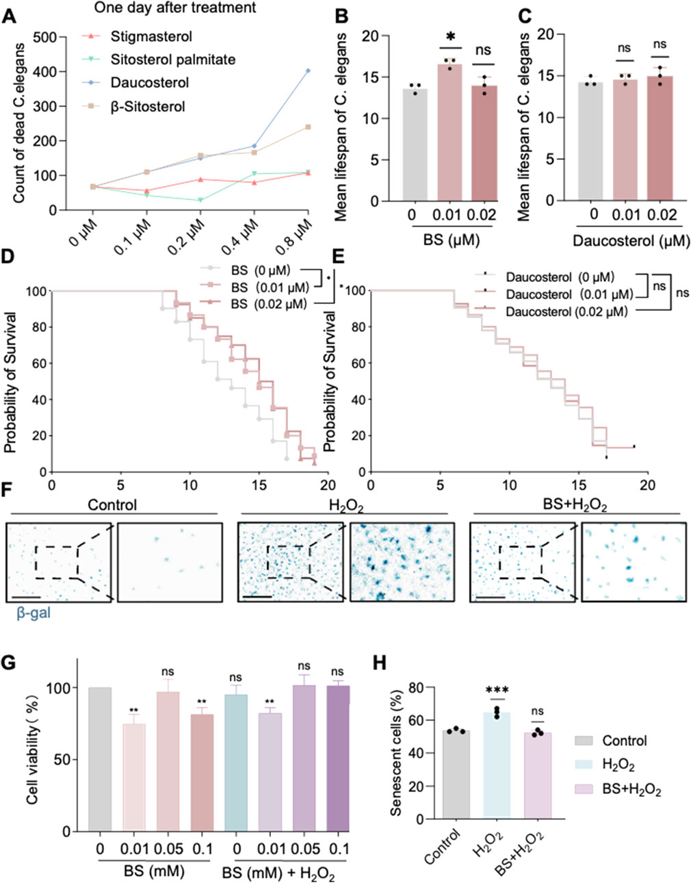 A series of charts and images related to C. elegans treatment outcomes. A) Line graph showing the count of dead C. elegans for different compounds at various concentrations. B) Bar chart of mean lifespan with β-sitosterol (BS). C) Bar chart of mean lifespan with Daucosterol. D-E) Kaplan-Meier survival plots for BS and Daucosterol. F) Microscopic images of β-galactosidase staining under control, H₂O₂, and BS+H₂O₂ conditions. G) Bar chart depicting cell viability with various BS concentrations and H₂O₂. H) Bar chart showing percentage of senescent cells under different treatments. Statistical significance is marked with asterisks.